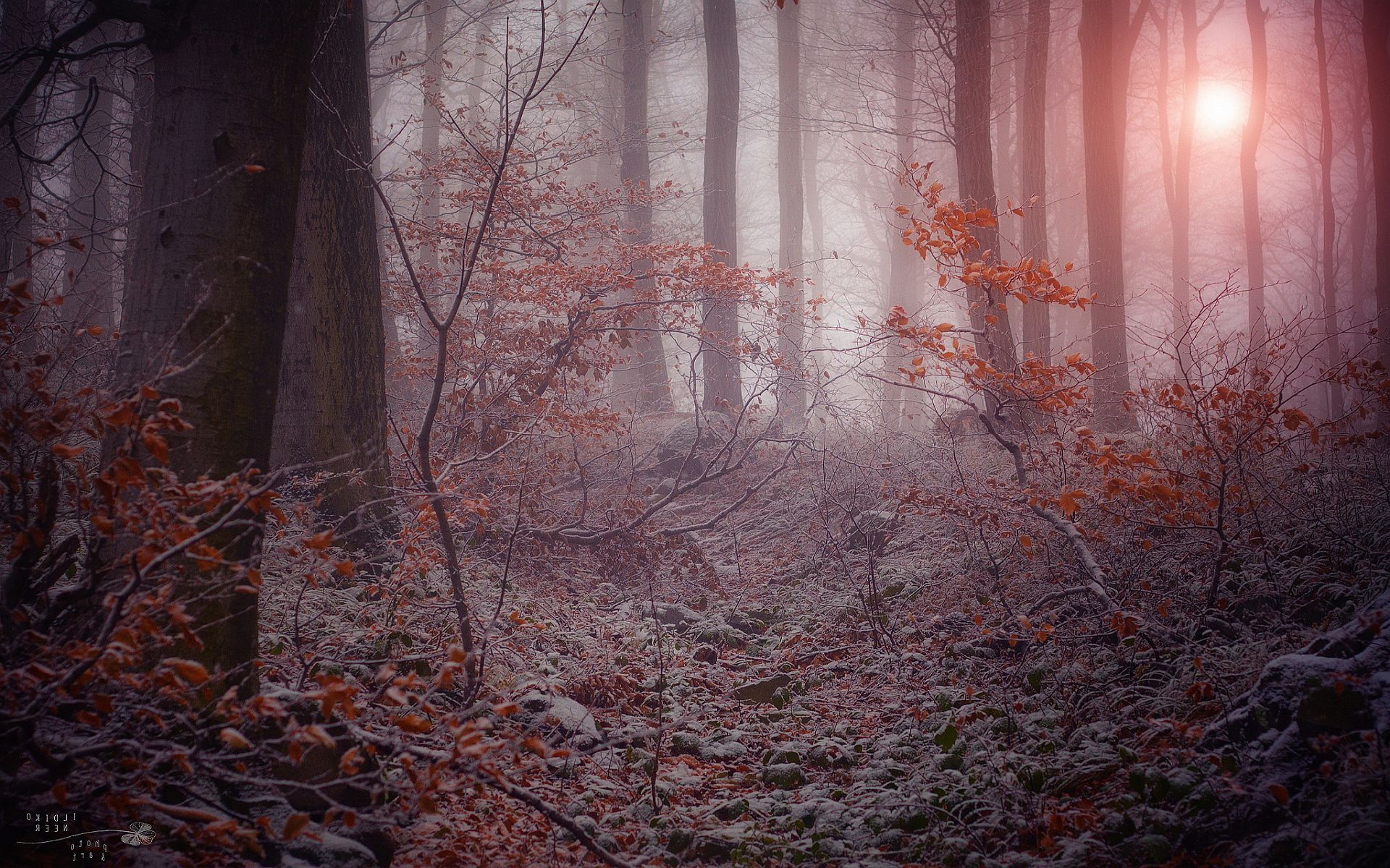 Mystical Foggy Forest Wallpapers