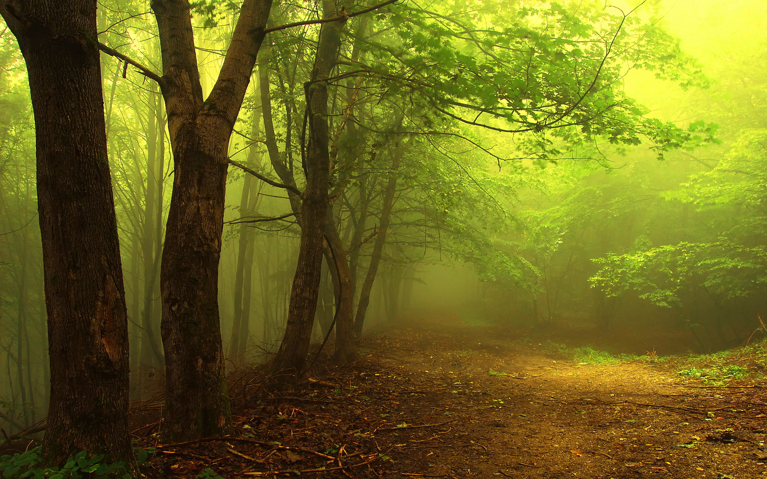 Mystical Foggy Forest Wallpapers