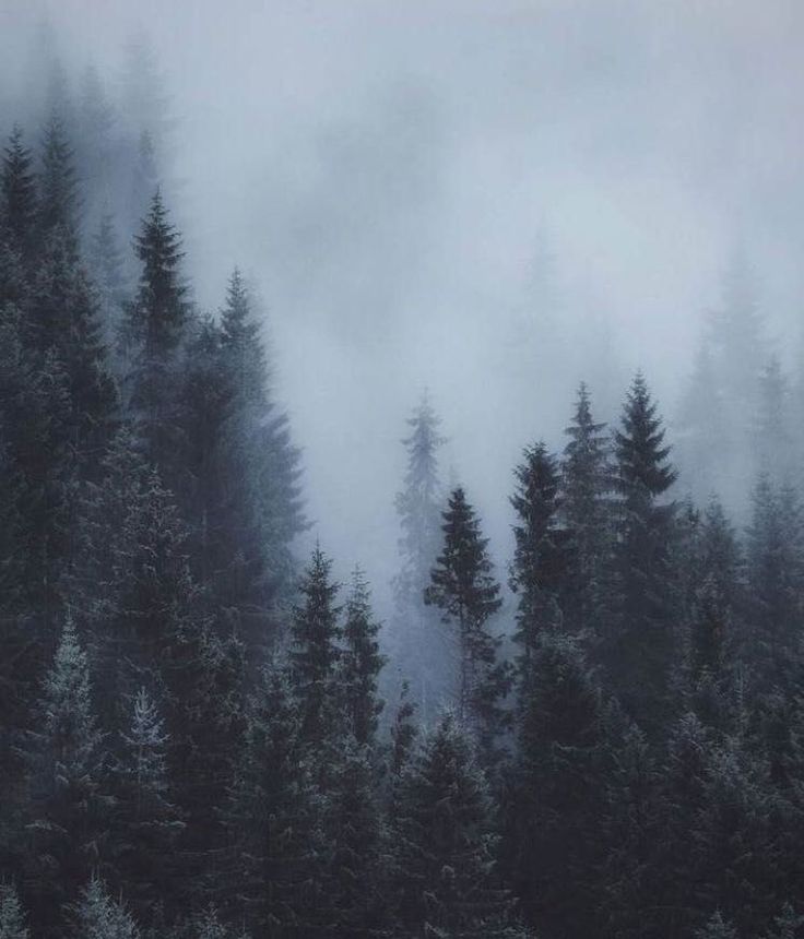 Mystical Foggy Forest Wallpapers