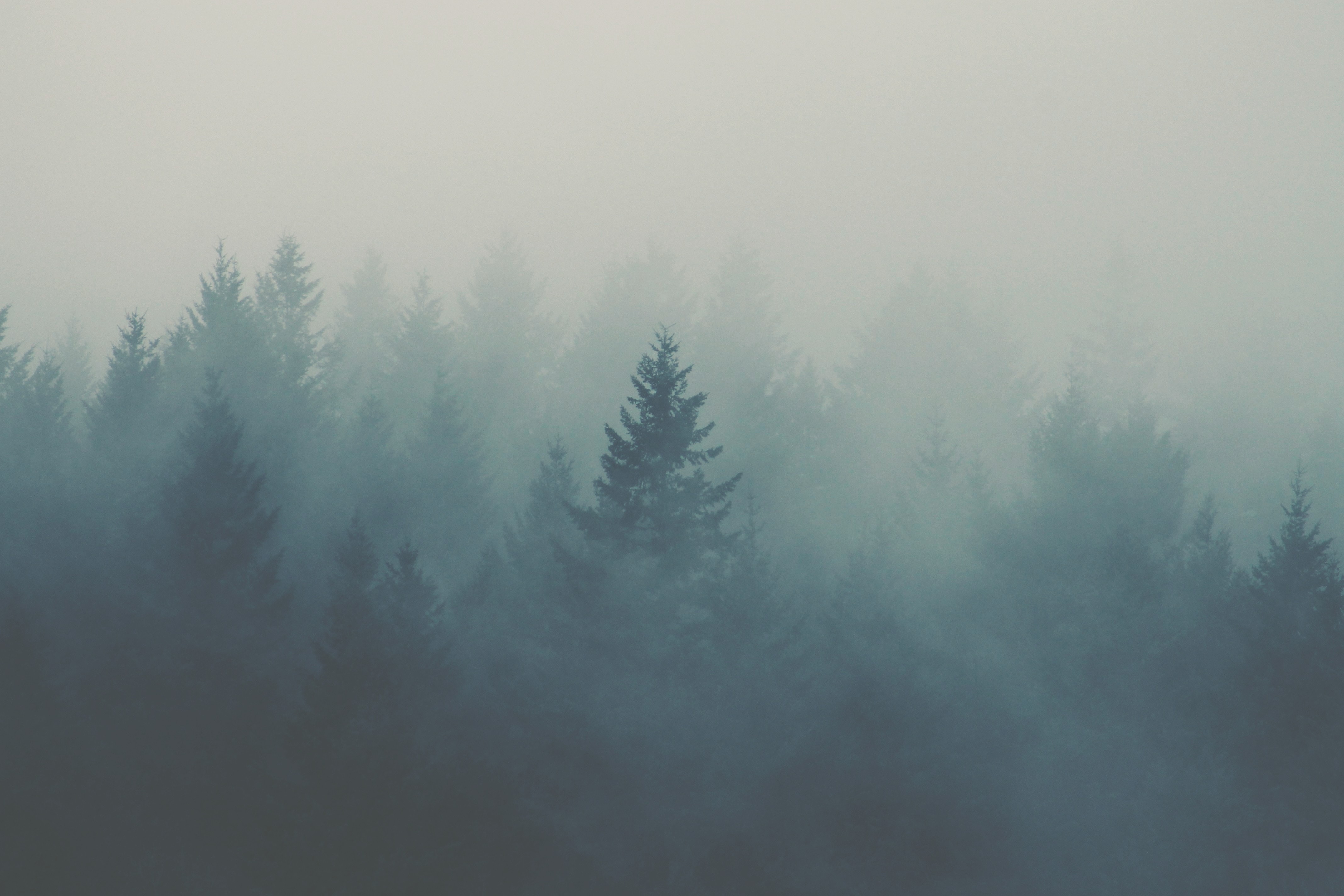 Mystical Foggy Forest Wallpapers