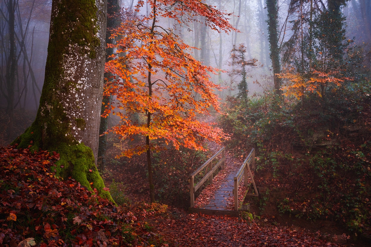 Mystical Foggy Forest Wallpapers