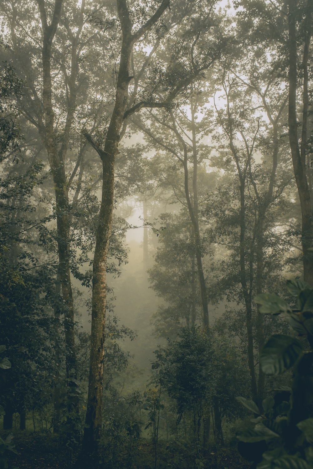 Mystical Foggy Forest Wallpapers