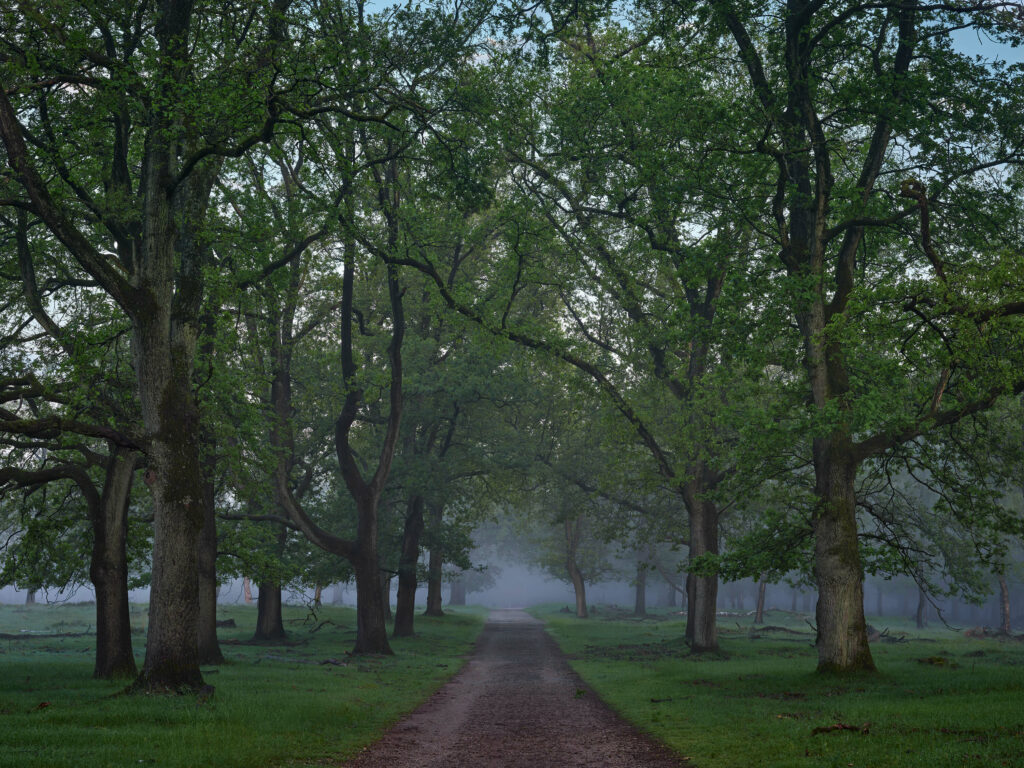 Mystical Foggy Forest Wallpapers