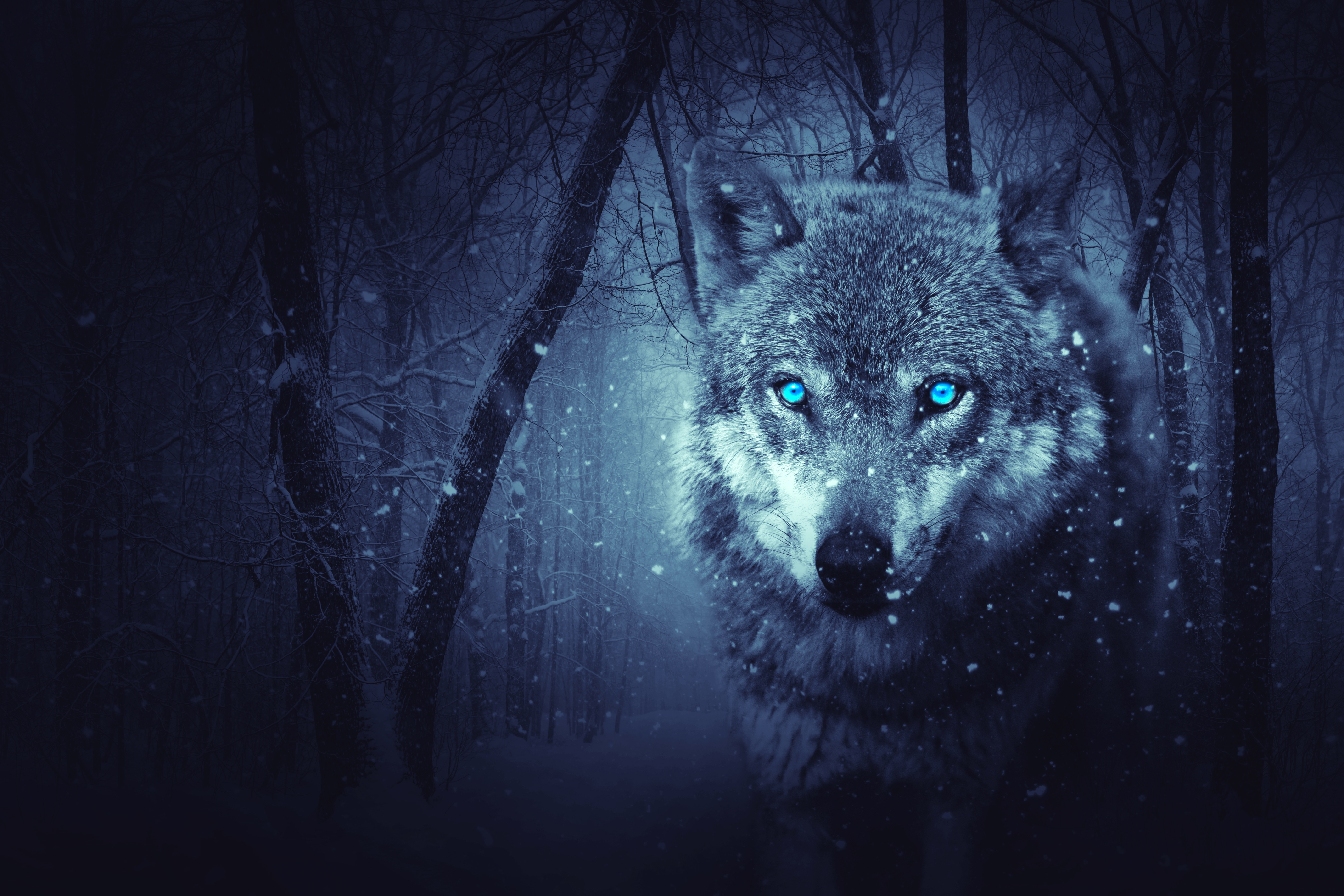 Mystical Galaxy Wolf Wallpapers