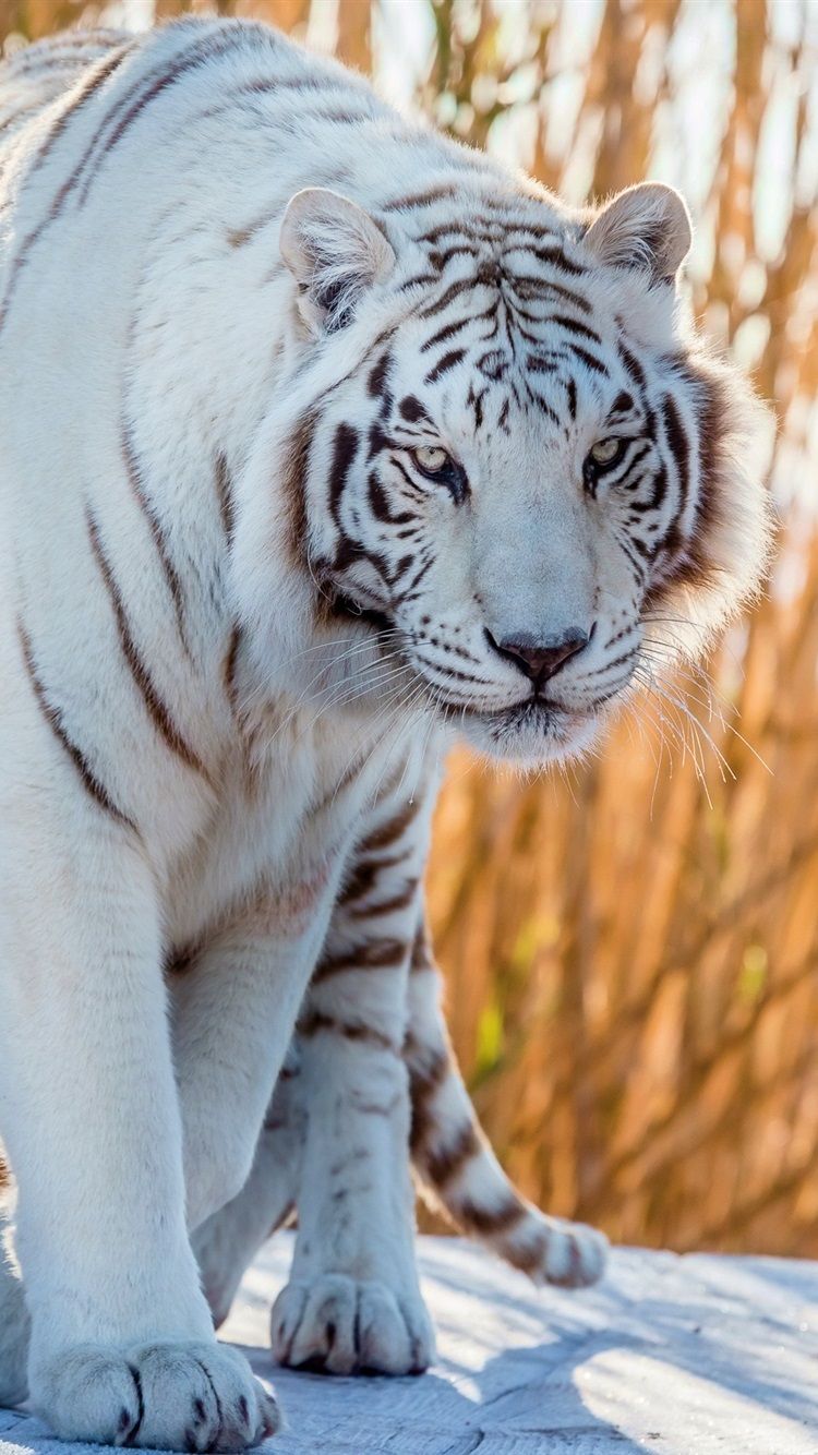 Mystical White Tiger Wallpapers