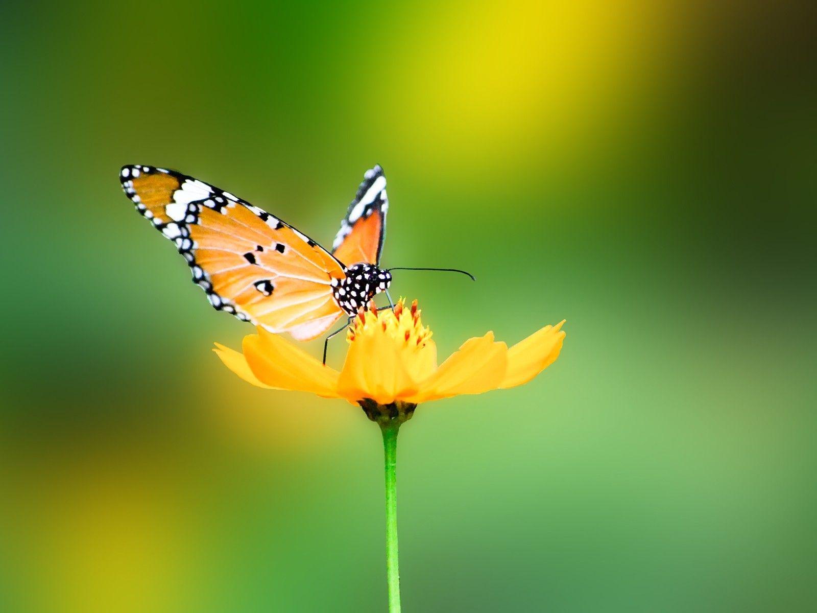 Natural Butterfly Wallpapers