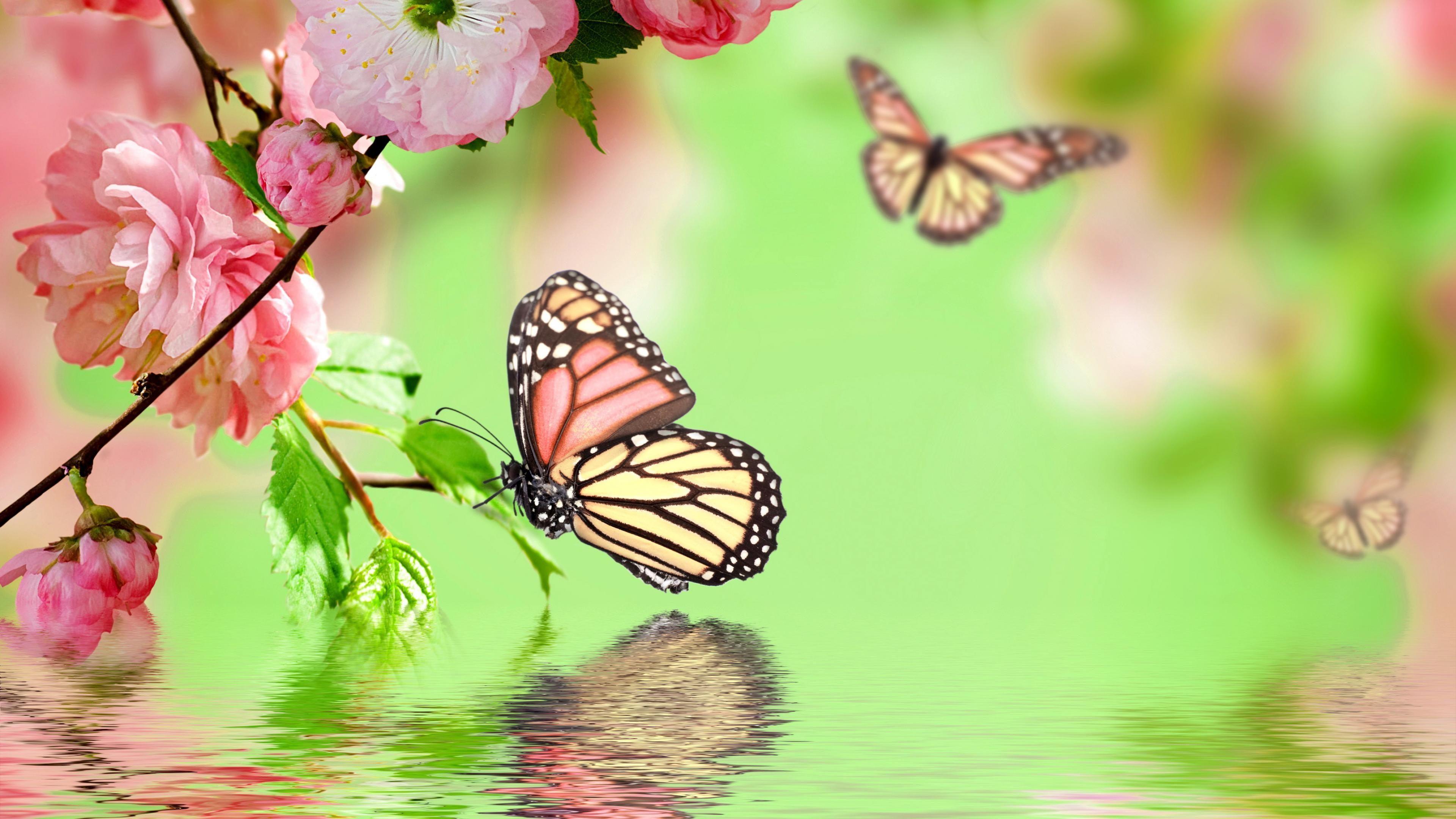 Natural Butterfly Wallpapers