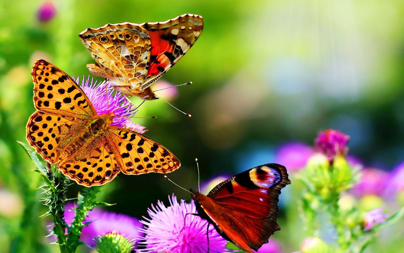 Natural Butterfly Wallpapers