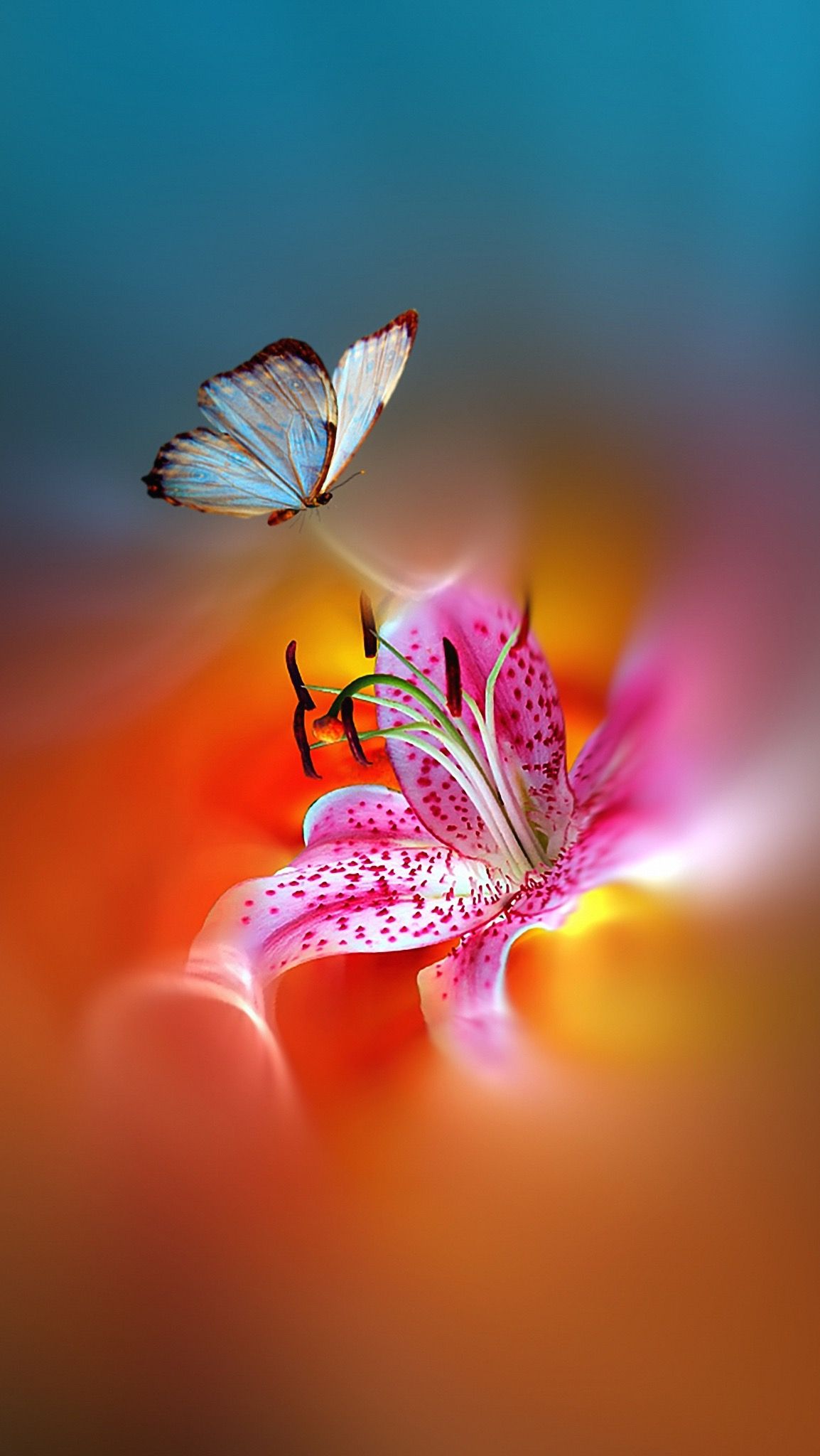Natural Butterfly Wallpapers