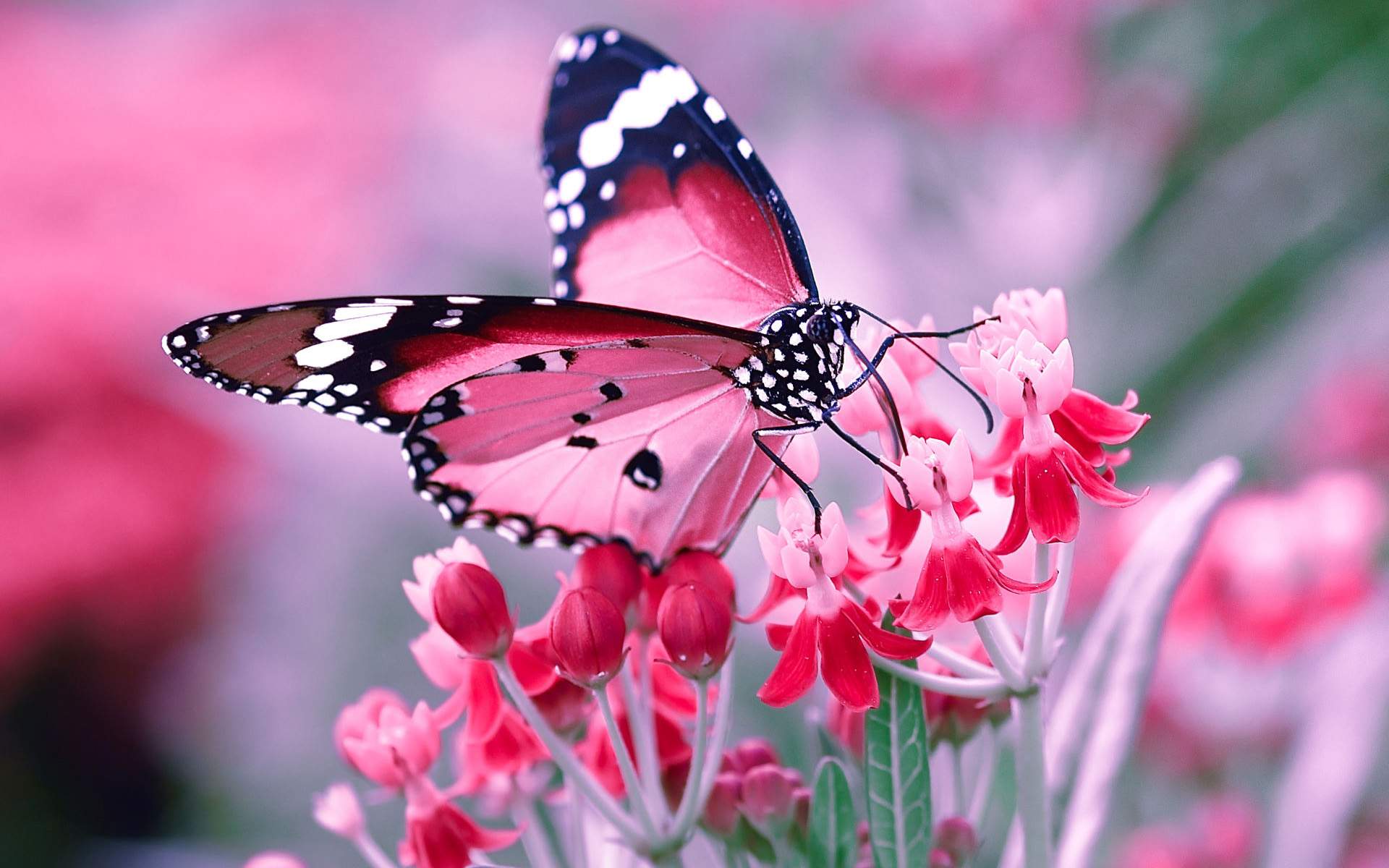 Natural Butterfly Wallpapers