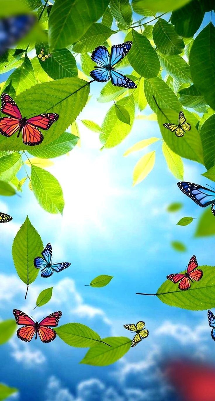 Natural Butterfly Wallpapers