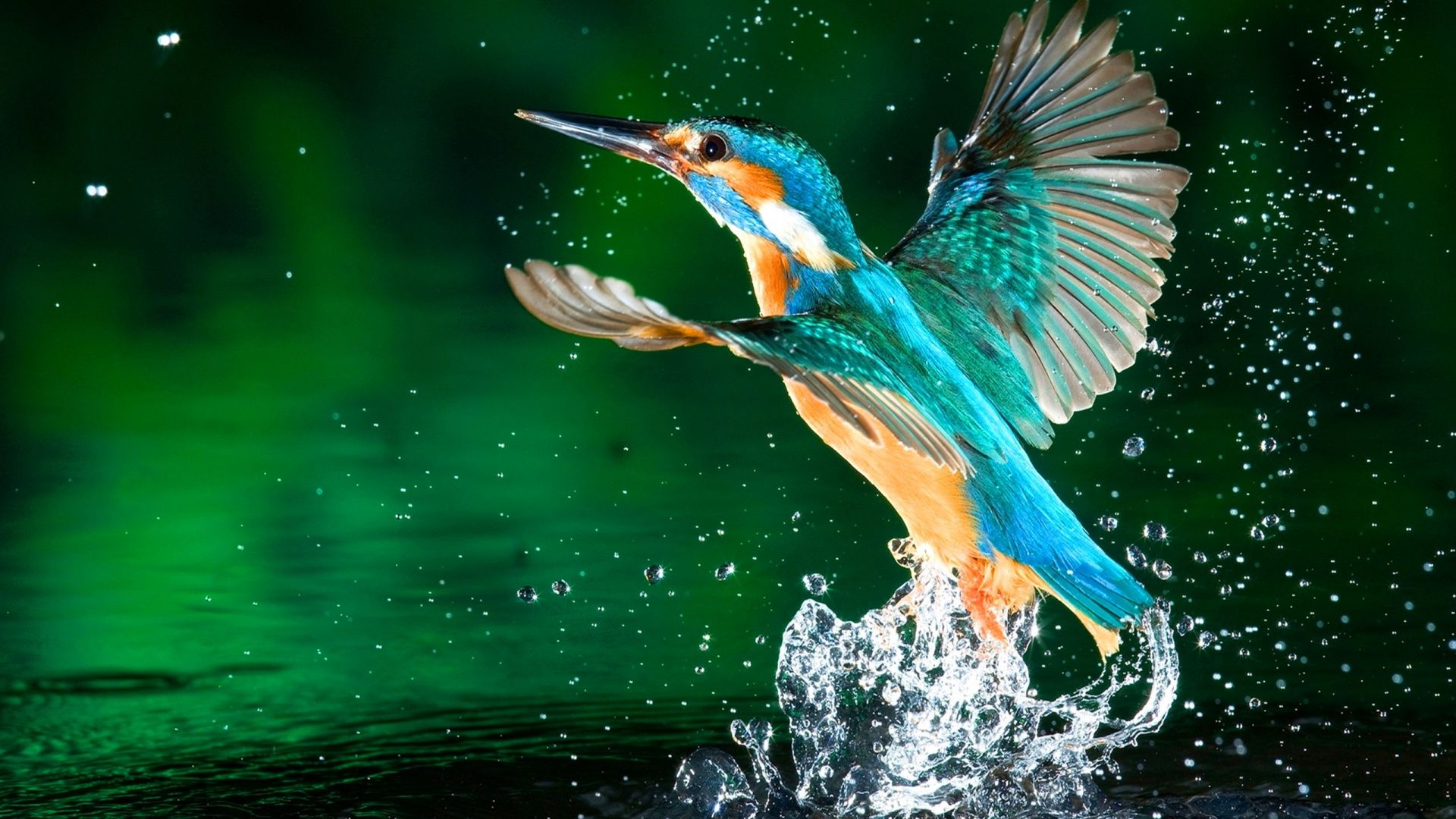 Nature Birds Hd Wallpapers