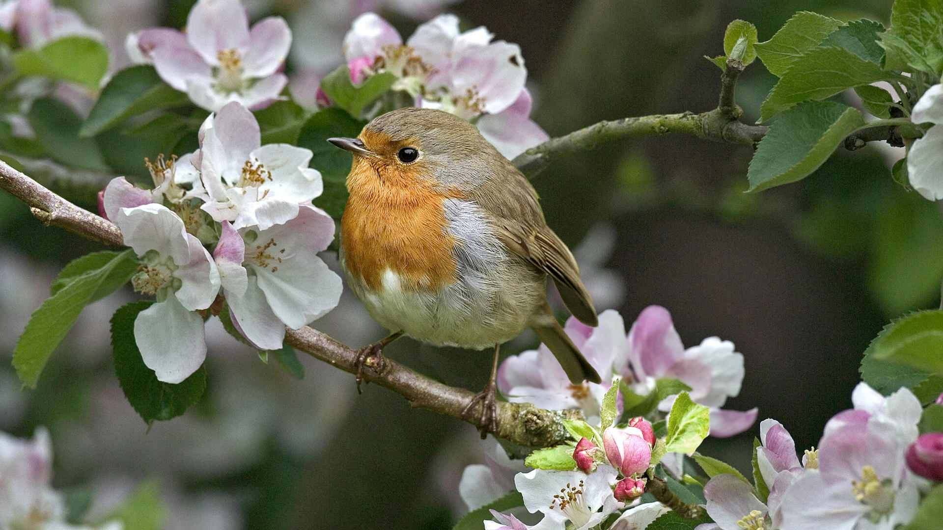 Nature Birds Hd Wallpapers