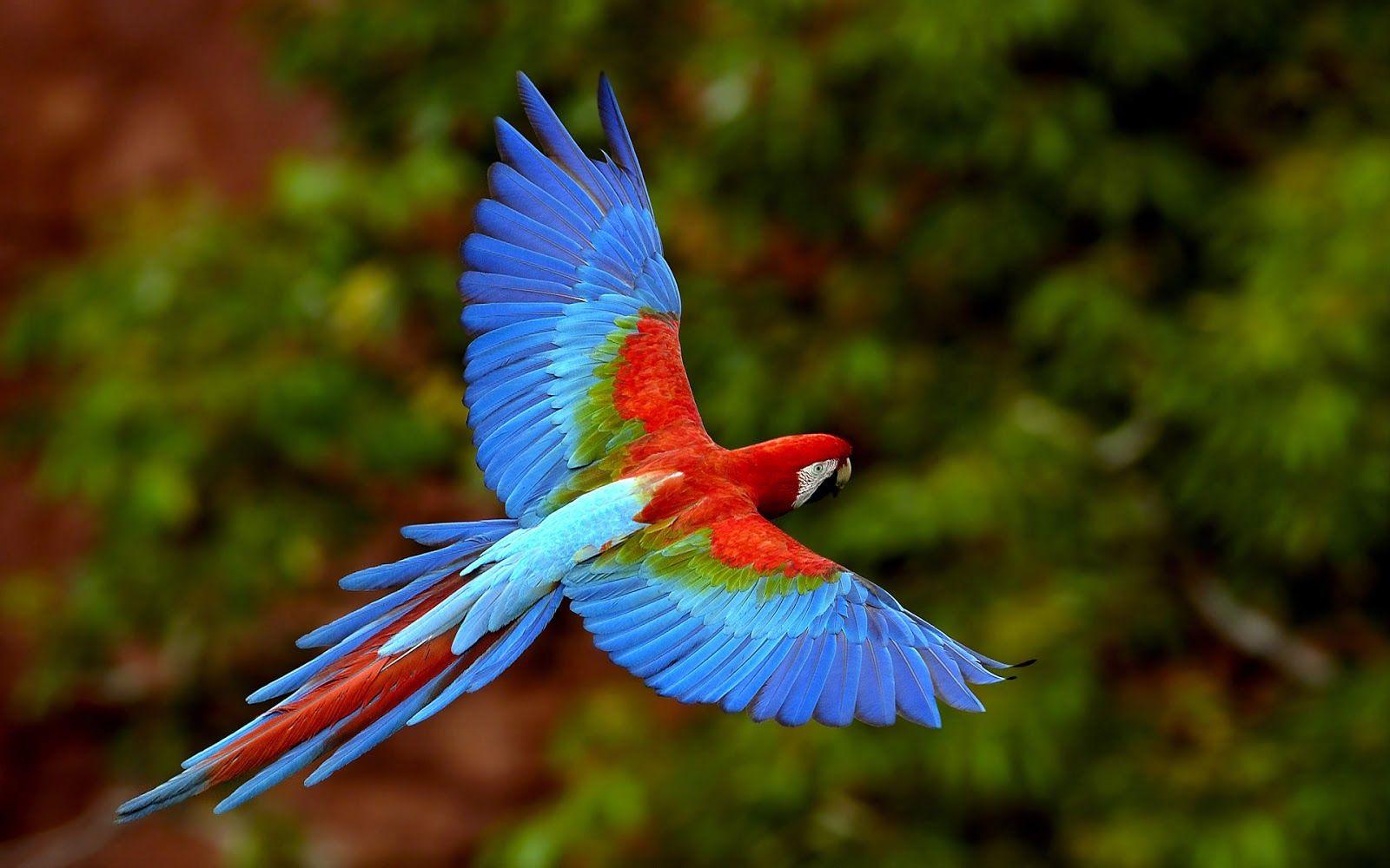 Nature Birds Hd Wallpapers