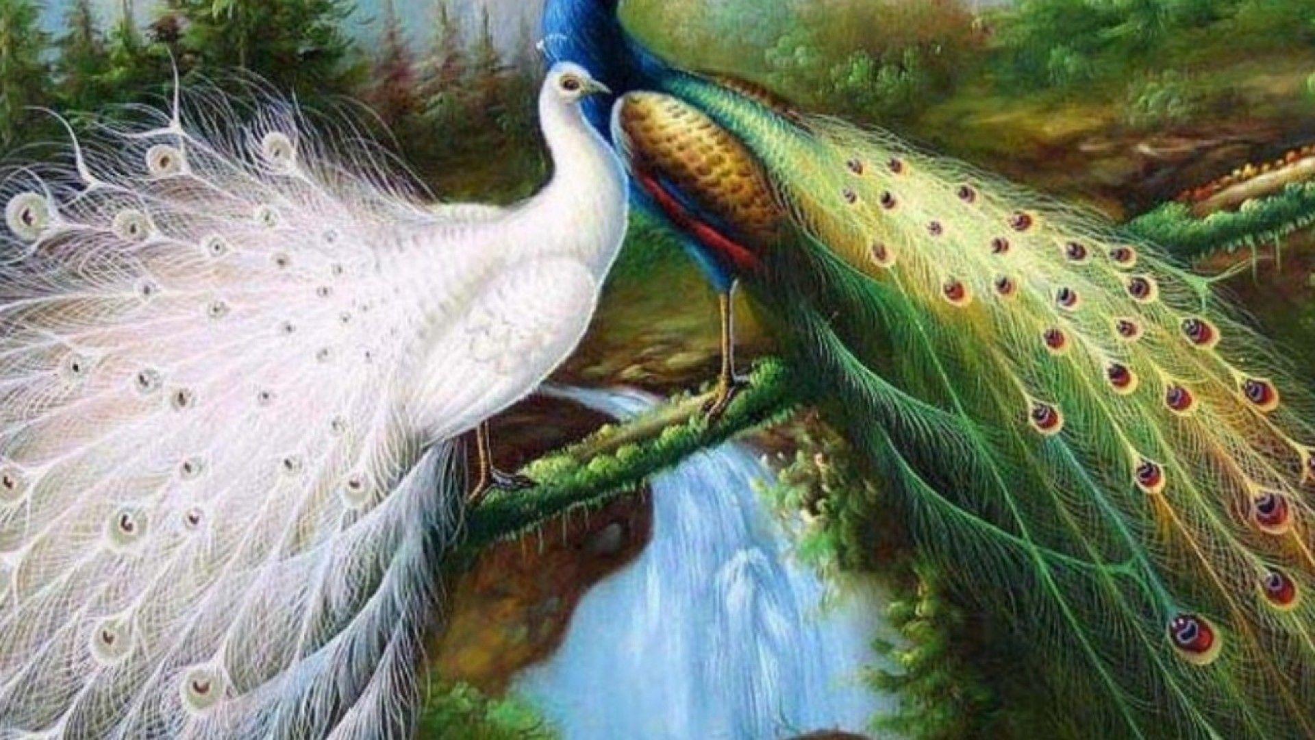 Nature Birds Hd Wallpapers