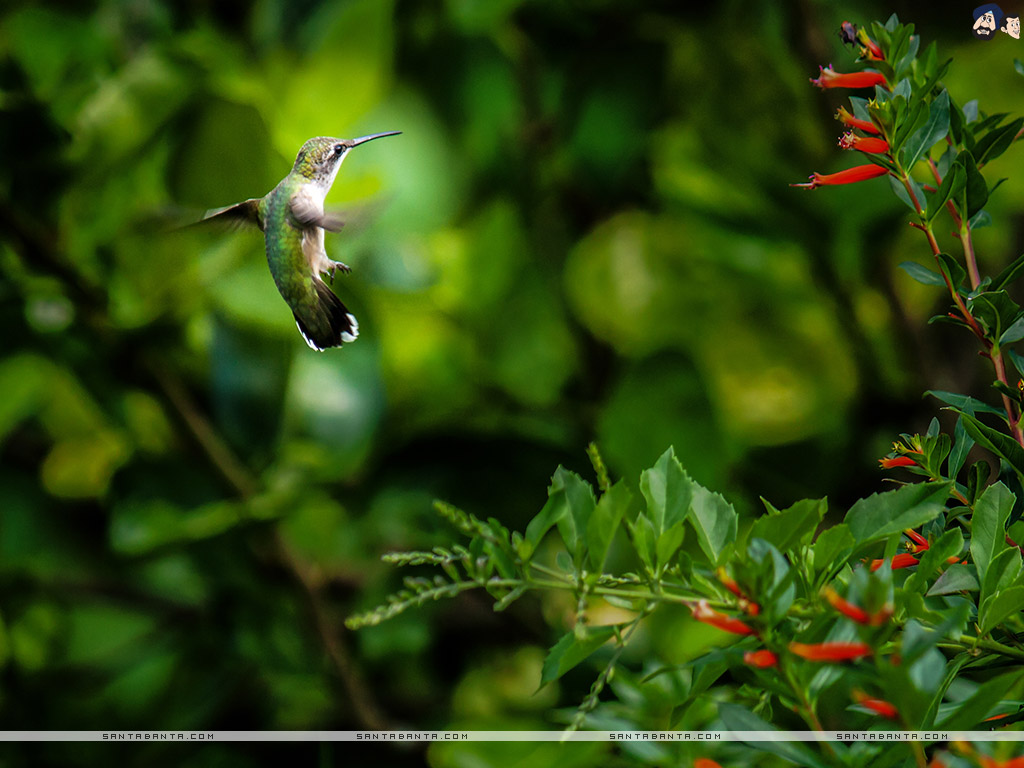 Nature Birds Hd Wallpapers