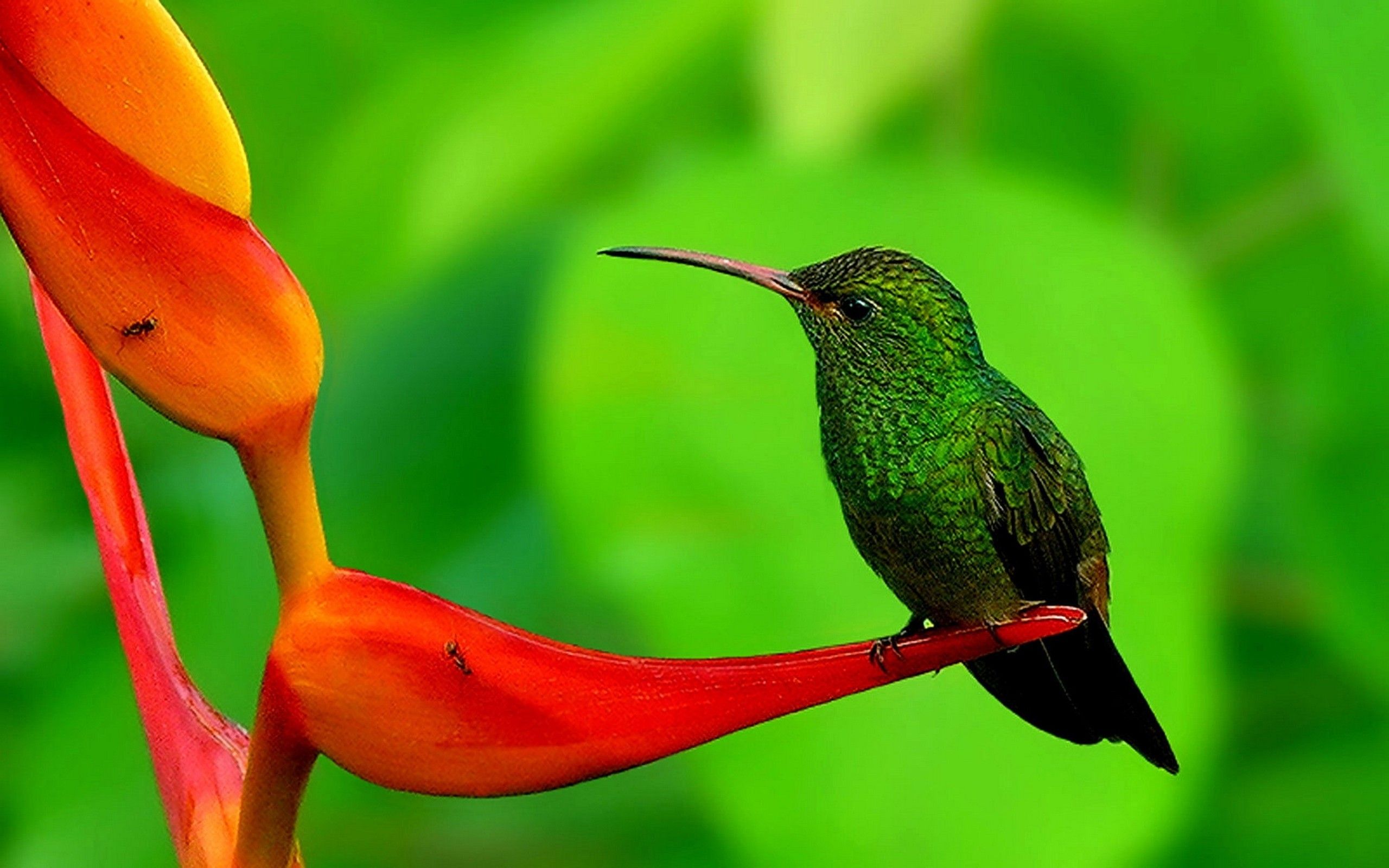 Nature Birds Hd Wallpapers