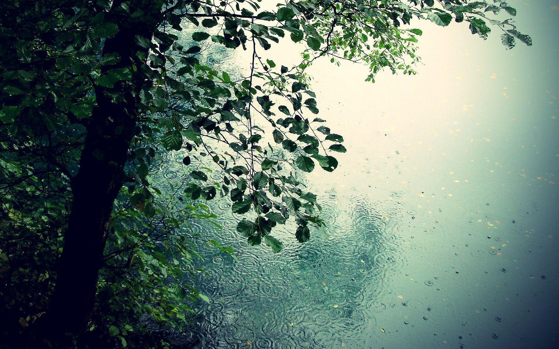 Nature Rain Wallpapers