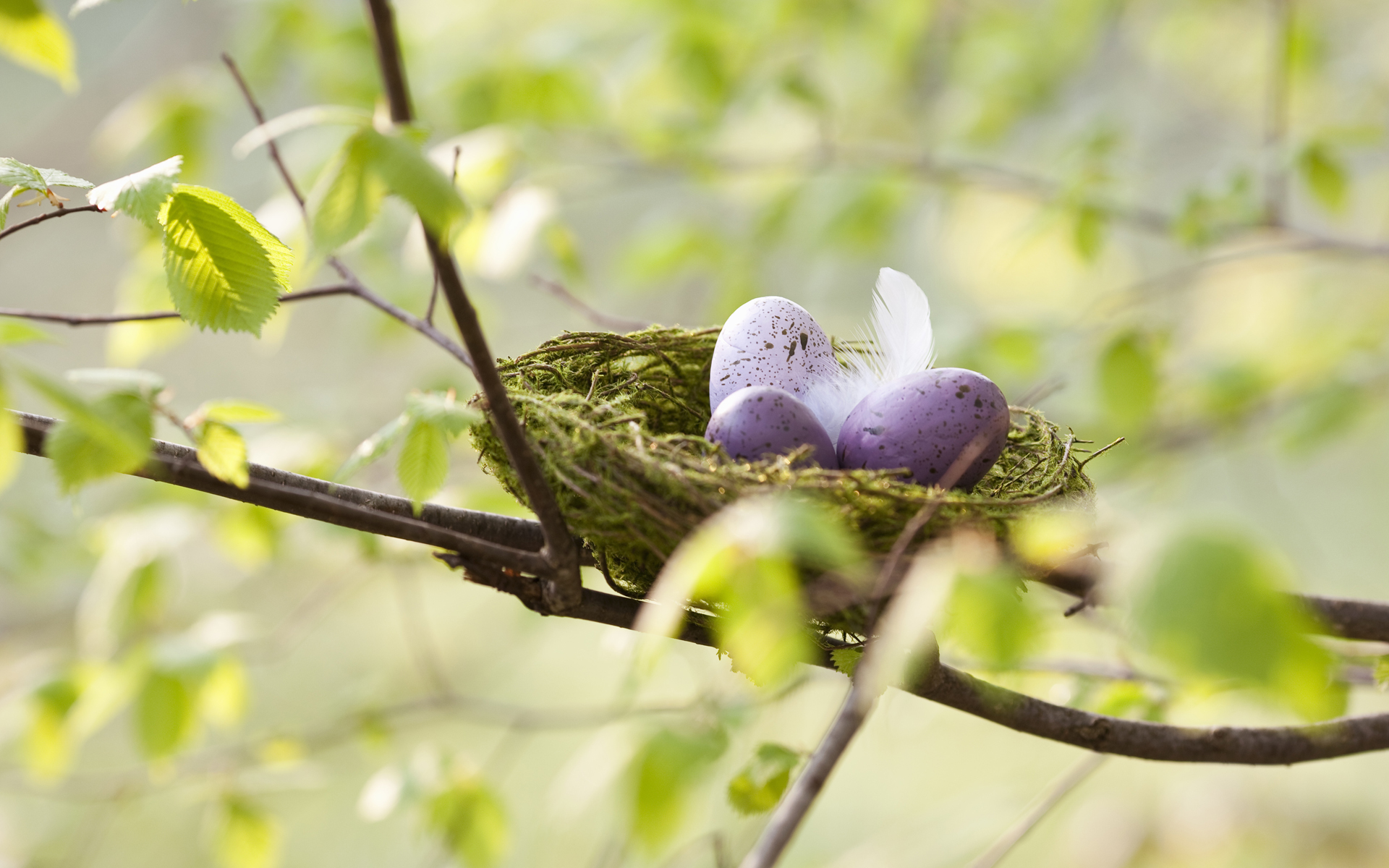 Nest Wallpapers