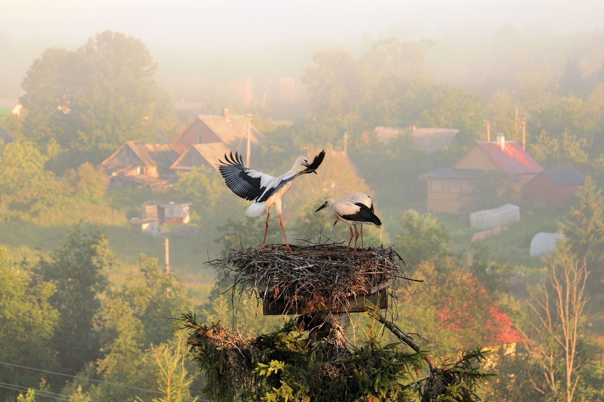 Nest Wallpapers