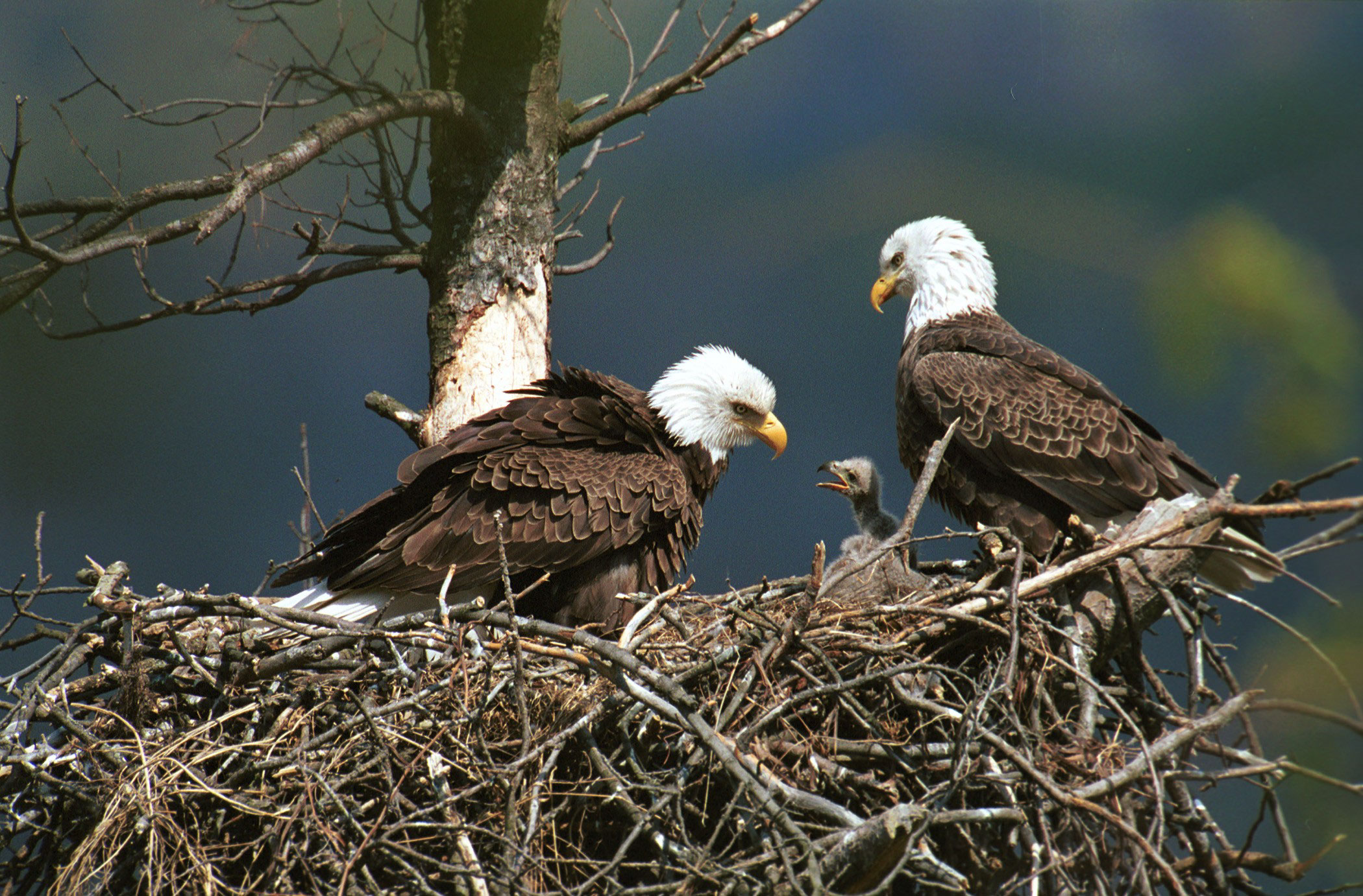 Nest Wallpapers