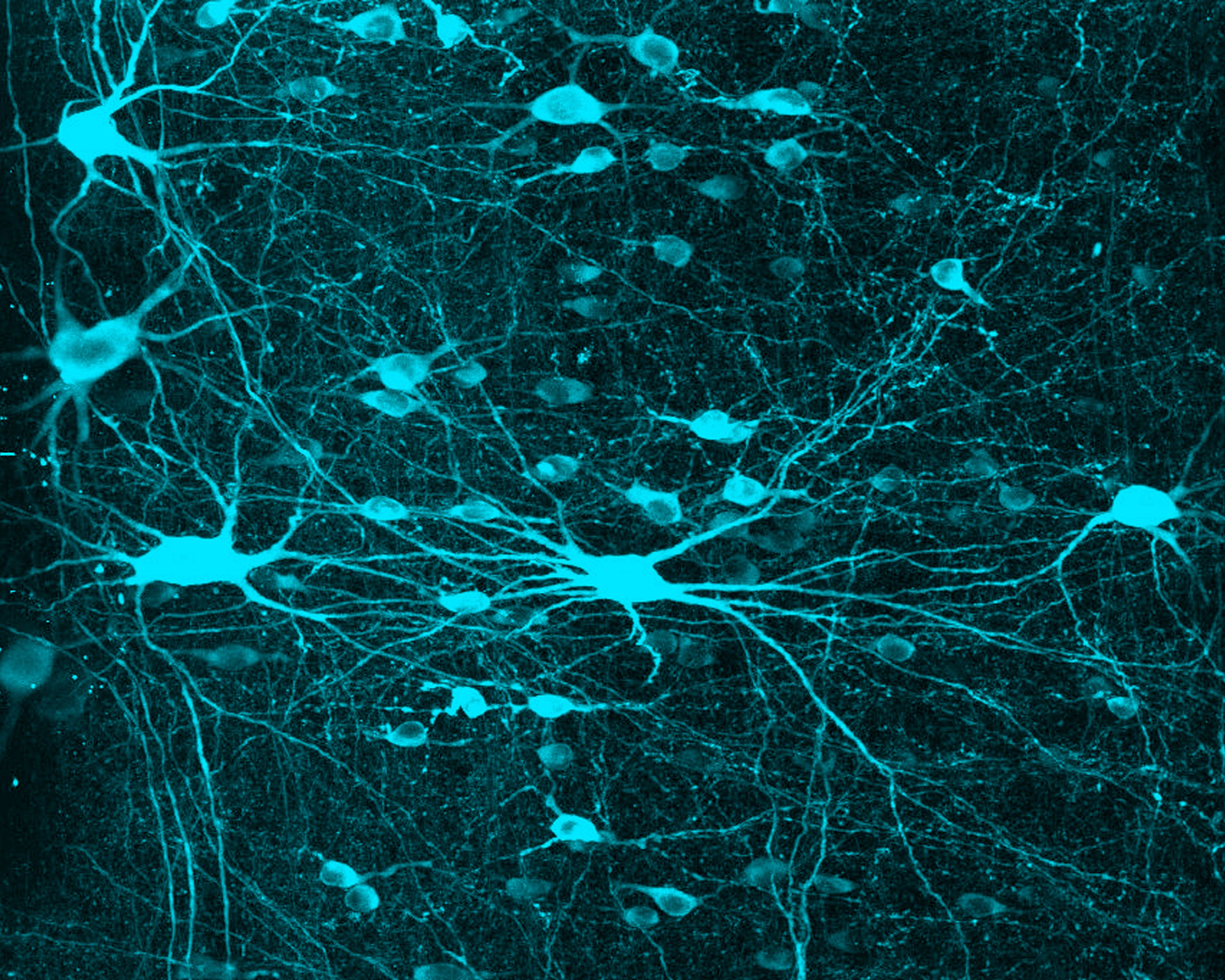 Neuron Wallpapers