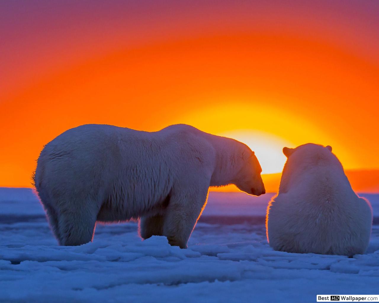 North Pole Sunset Wallpapers