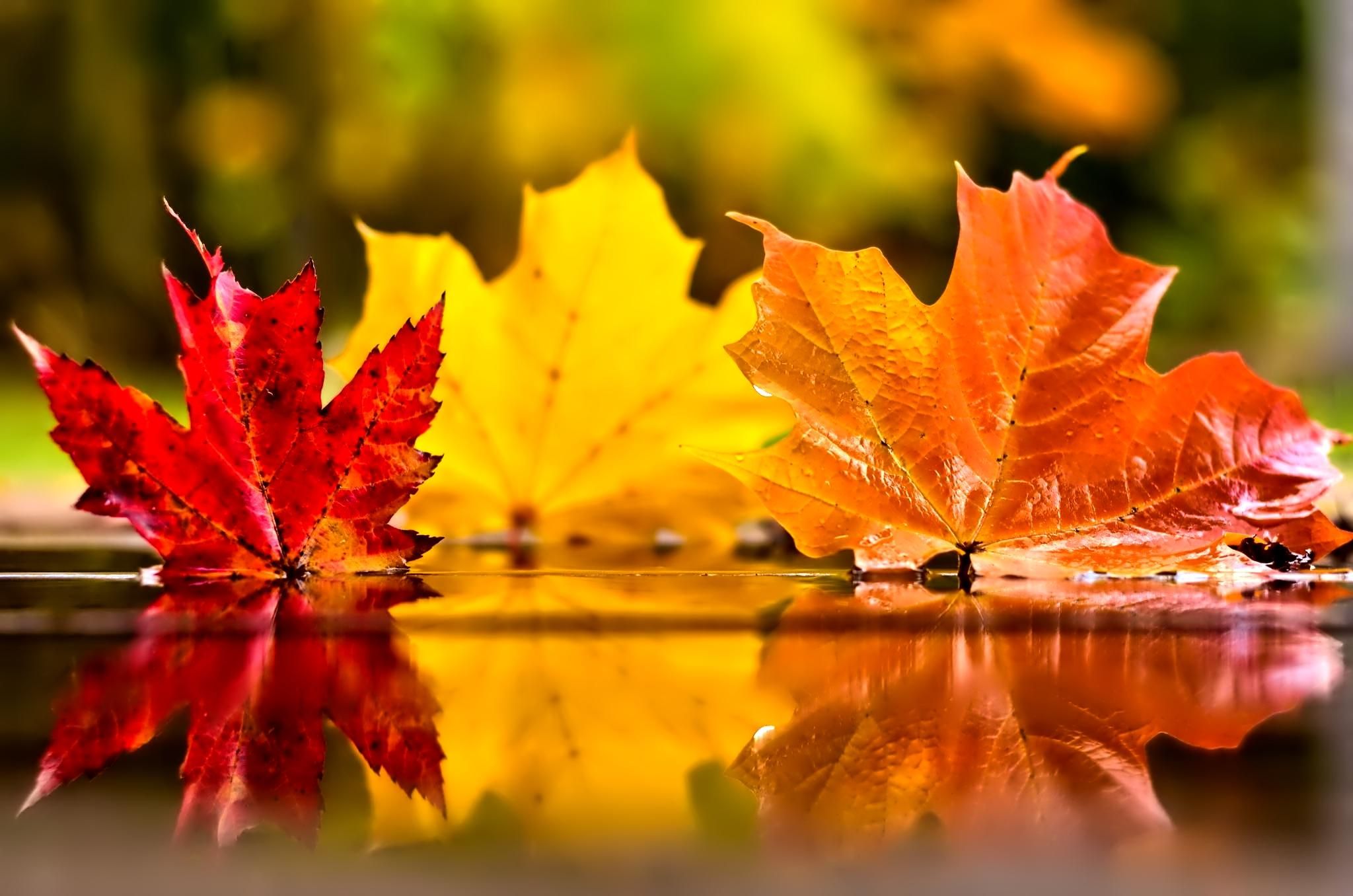 November Fall Images Wallpapers