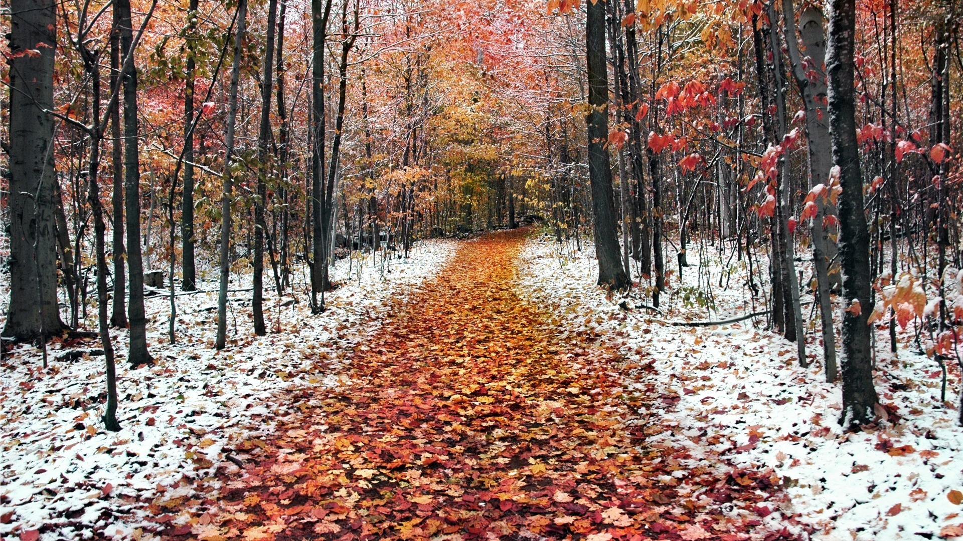 November Fall Images Wallpapers