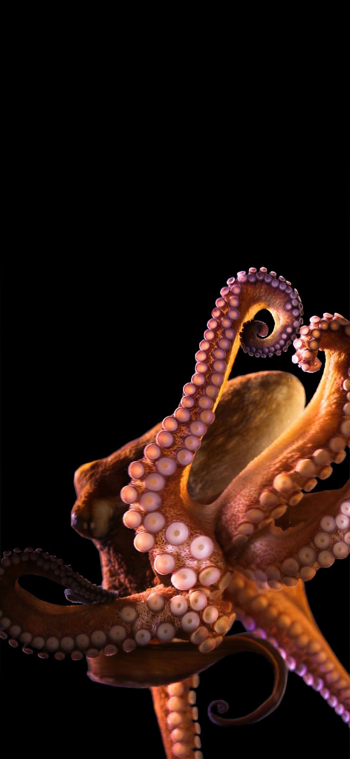 Octopus Iphone Wallpapers