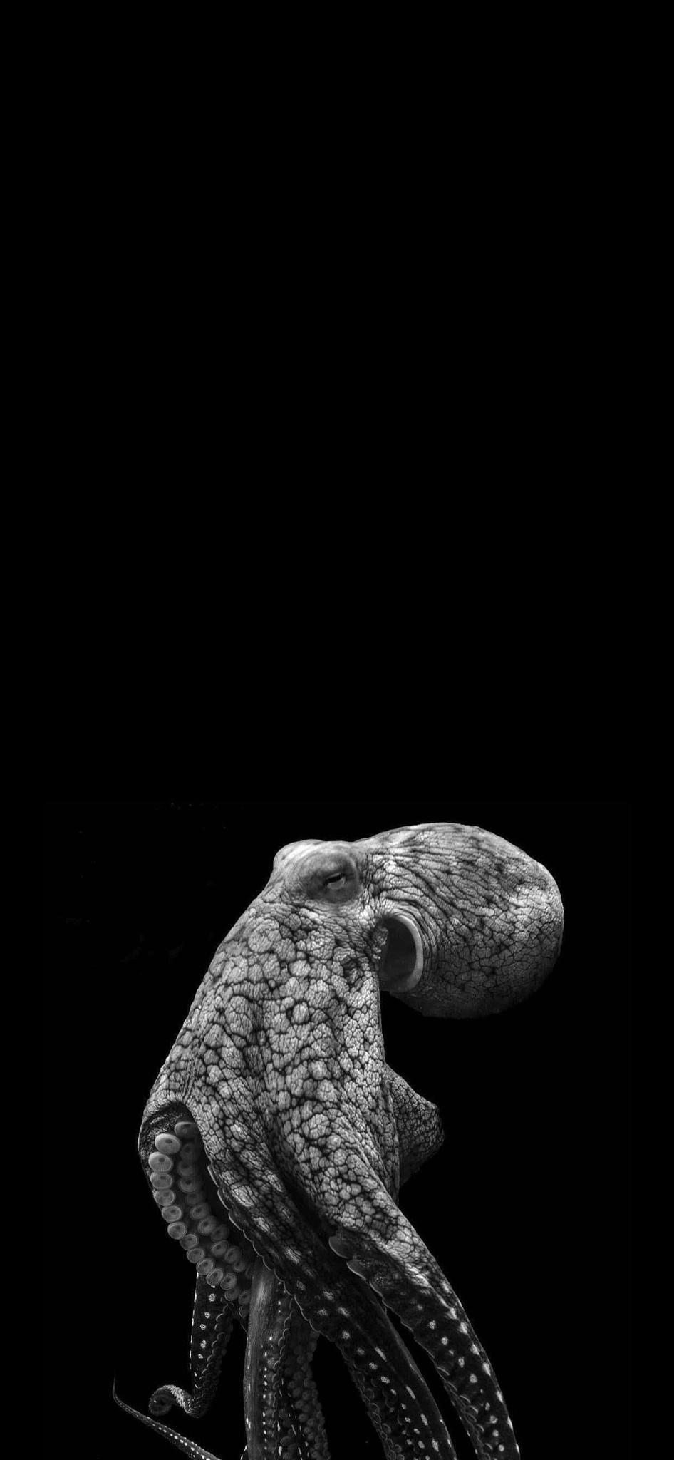 Octopus Iphone Wallpapers