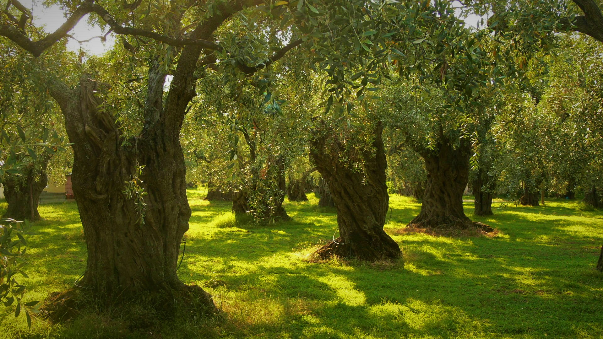 Olive Tree Wallpapers