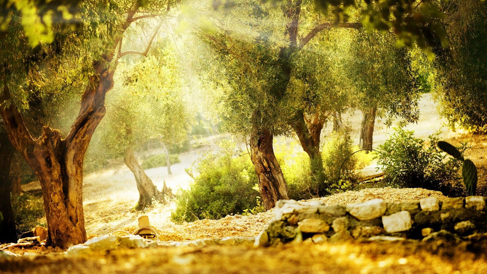 Olive Tree Wallpapers