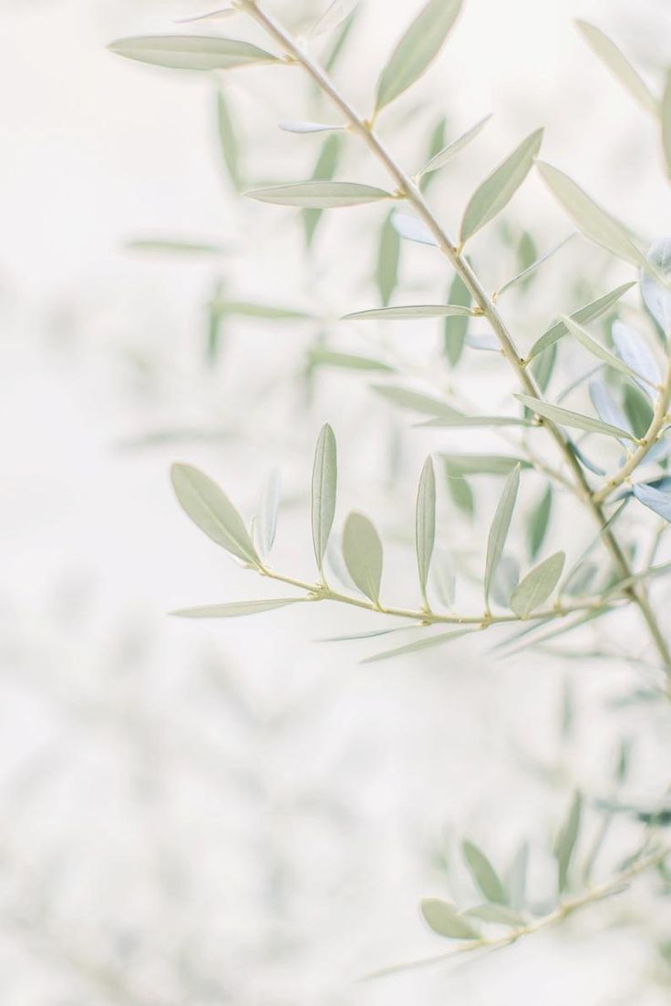 Olive Tree Wallpapers