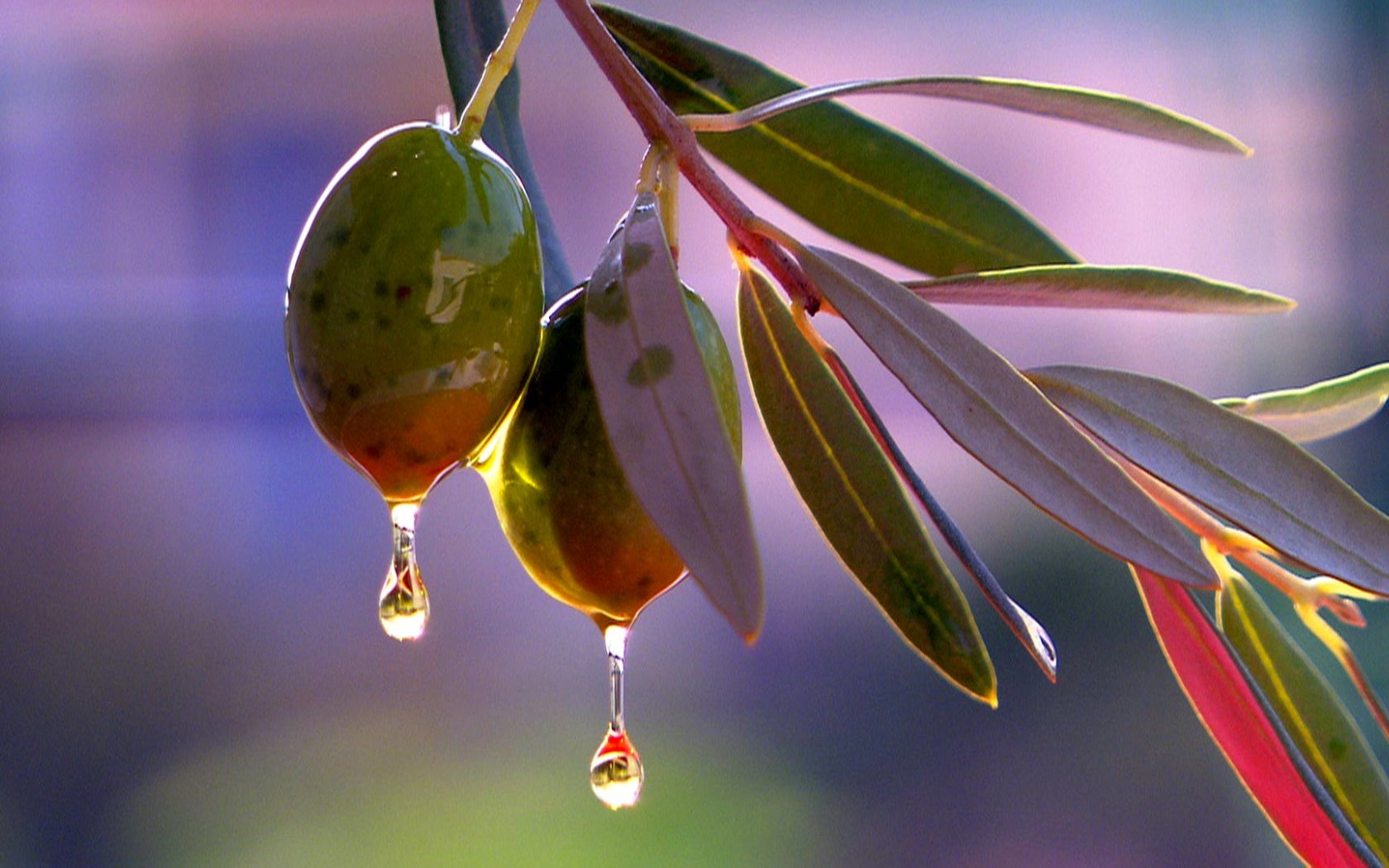 Olive Tree Wallpapers