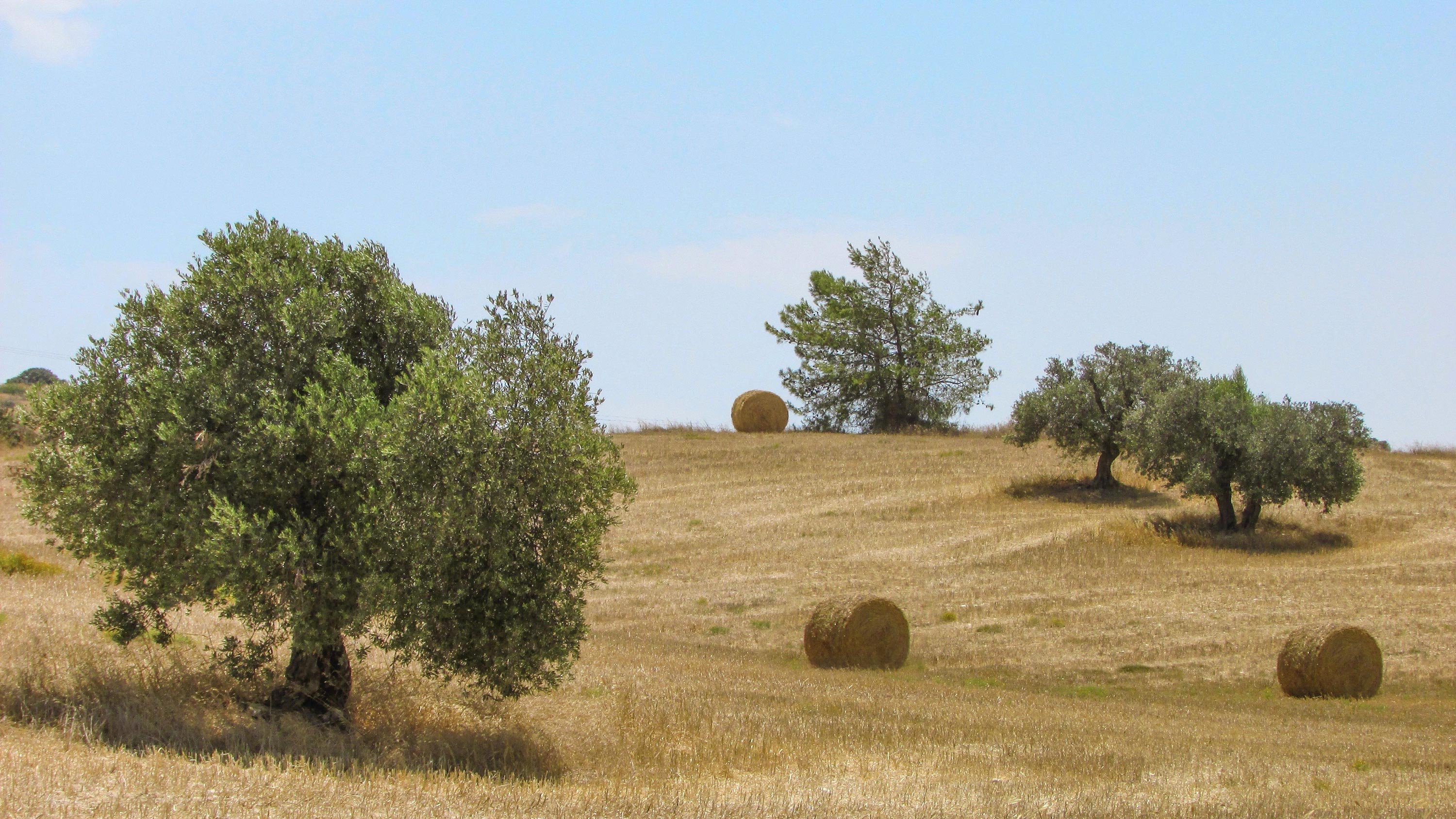 Olive Tree Wallpapers