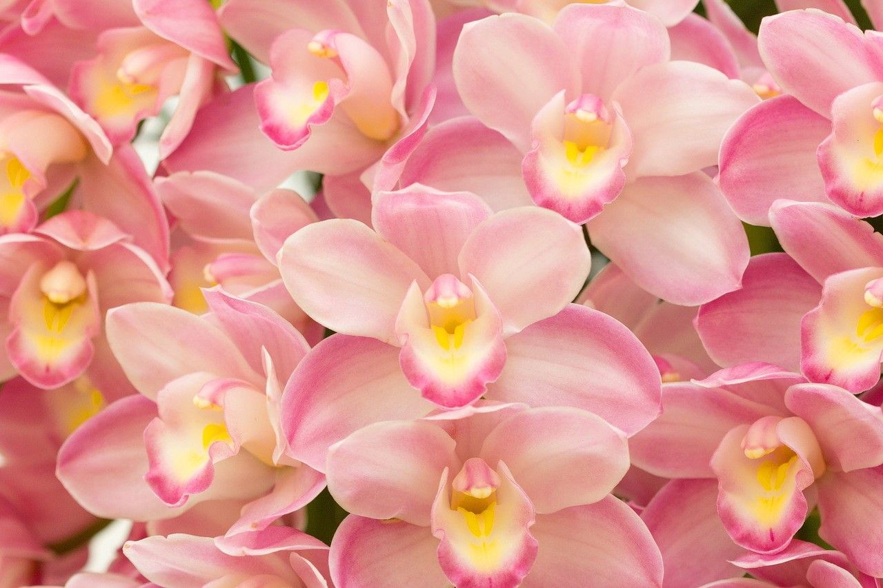 Orchid Gardens Wallpapers