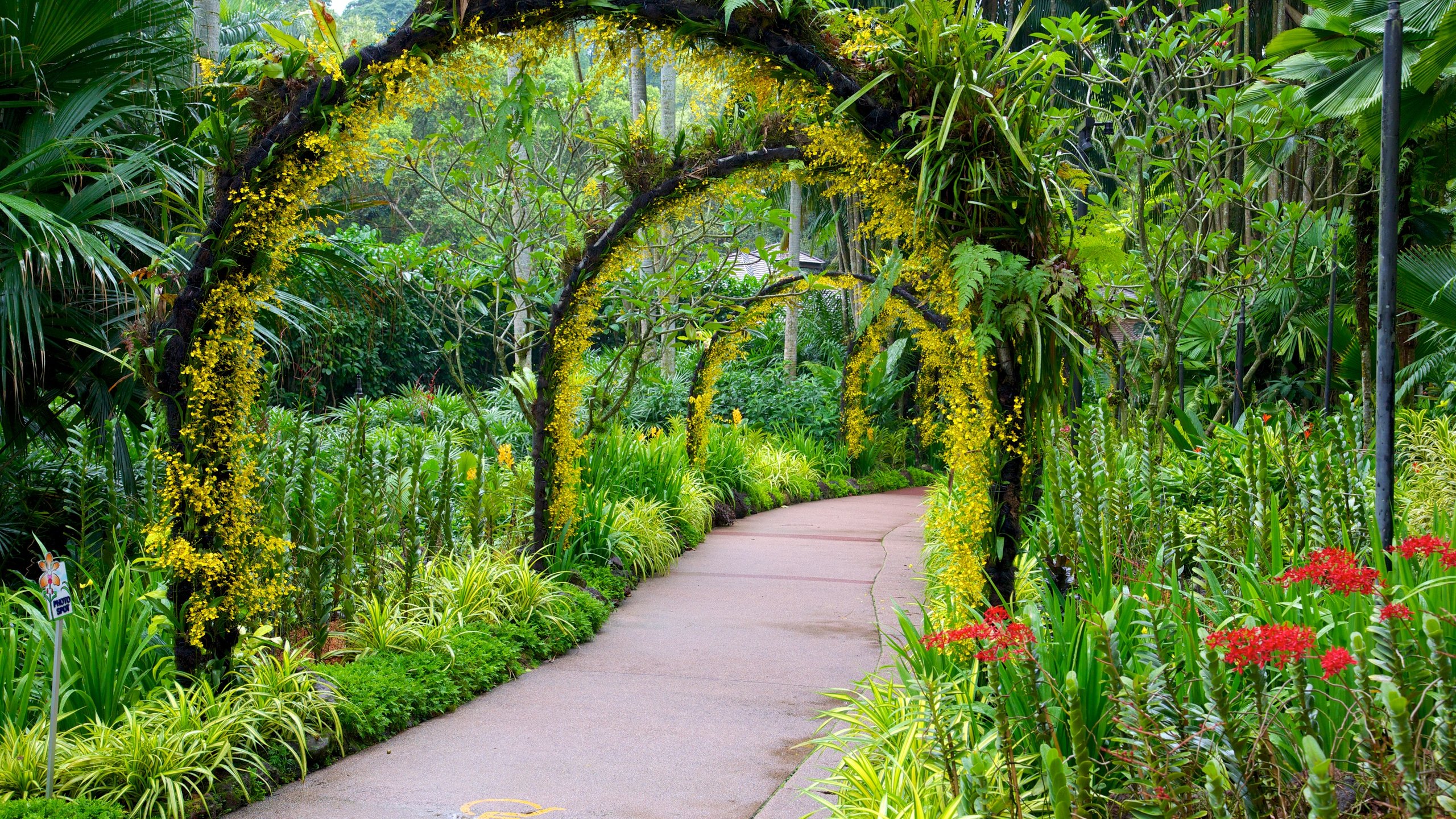 Orchid Gardens Wallpapers