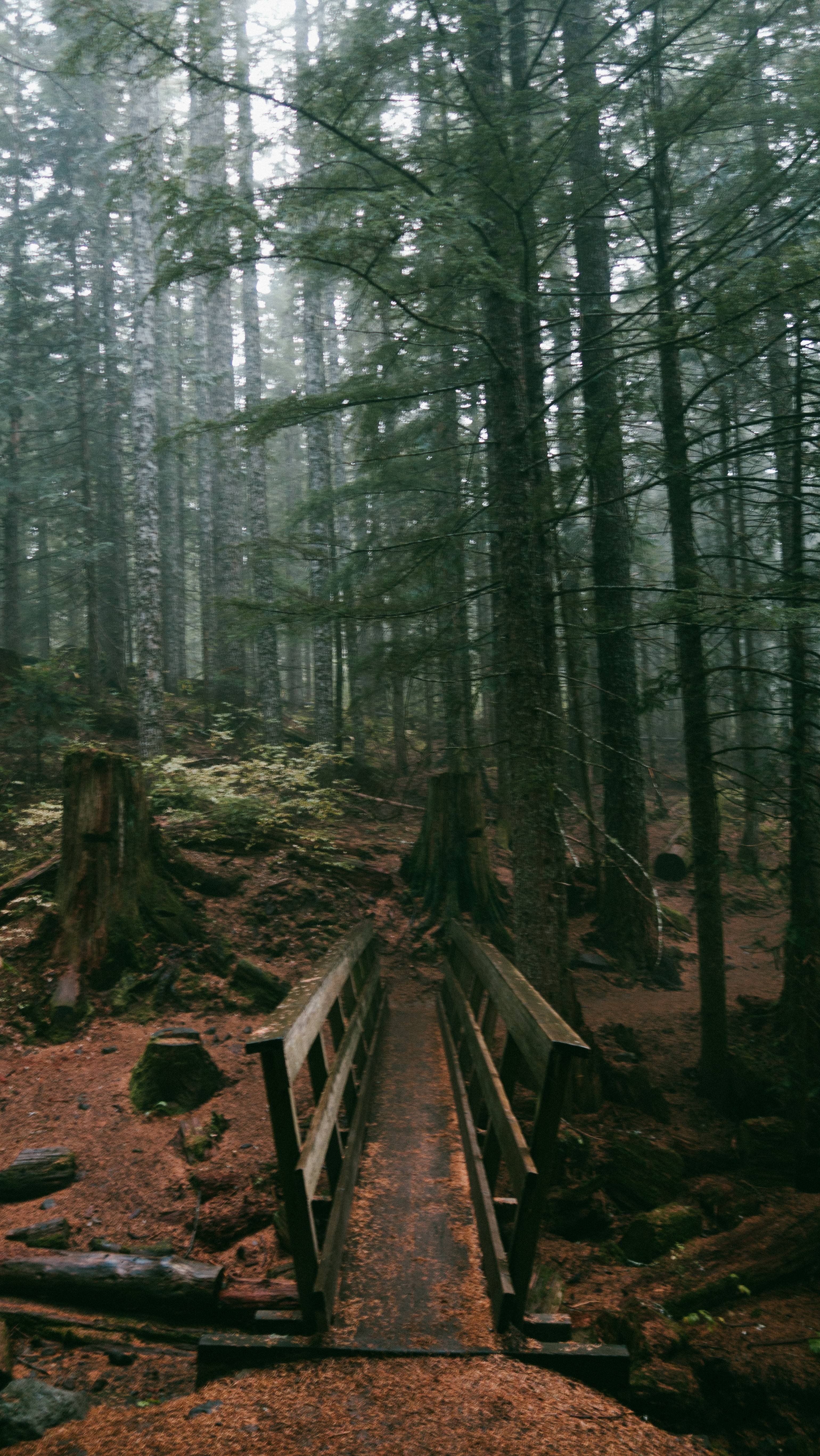 Oregon Forest Wallpapers