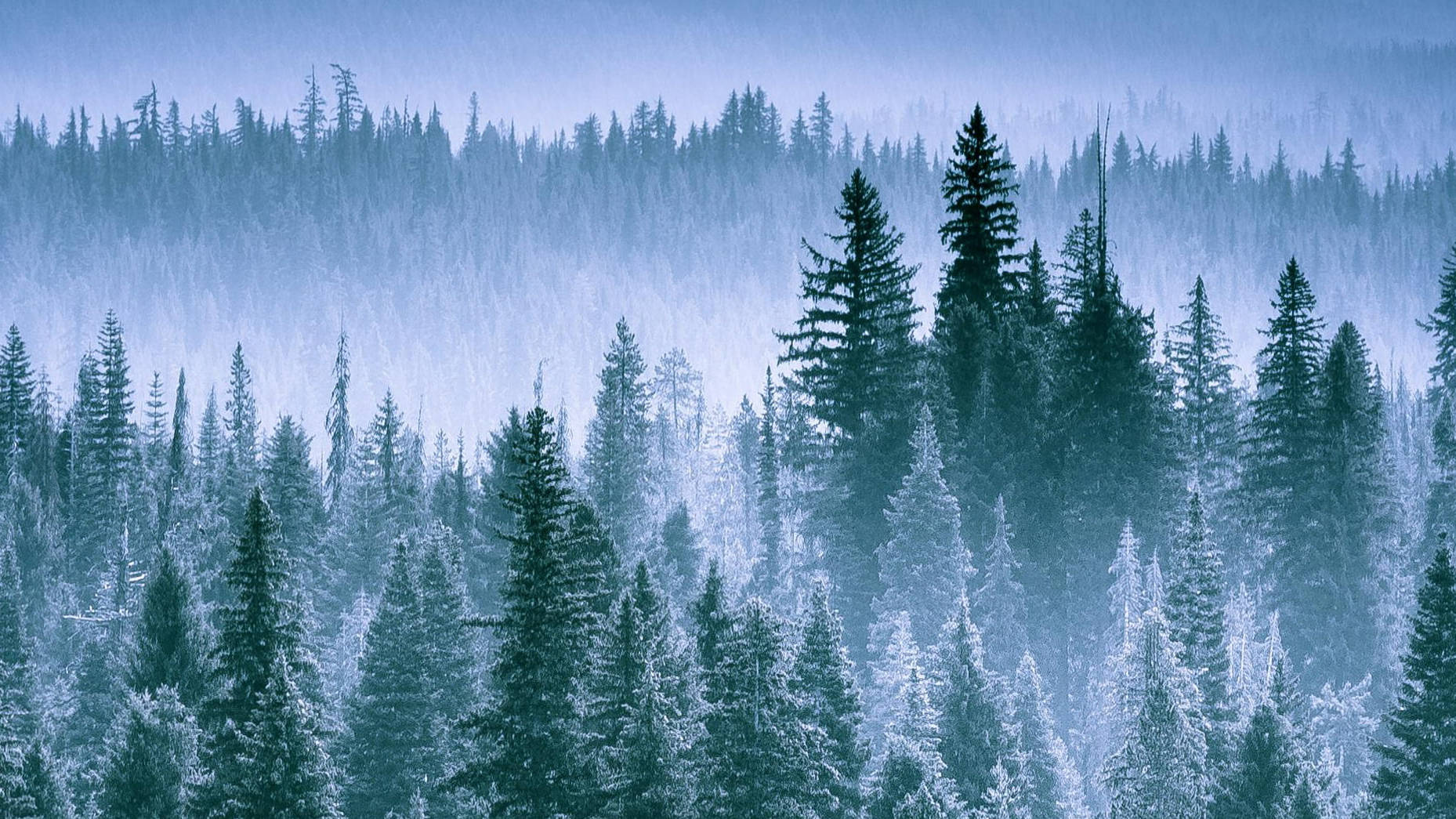 Oregon Forest Wallpapers