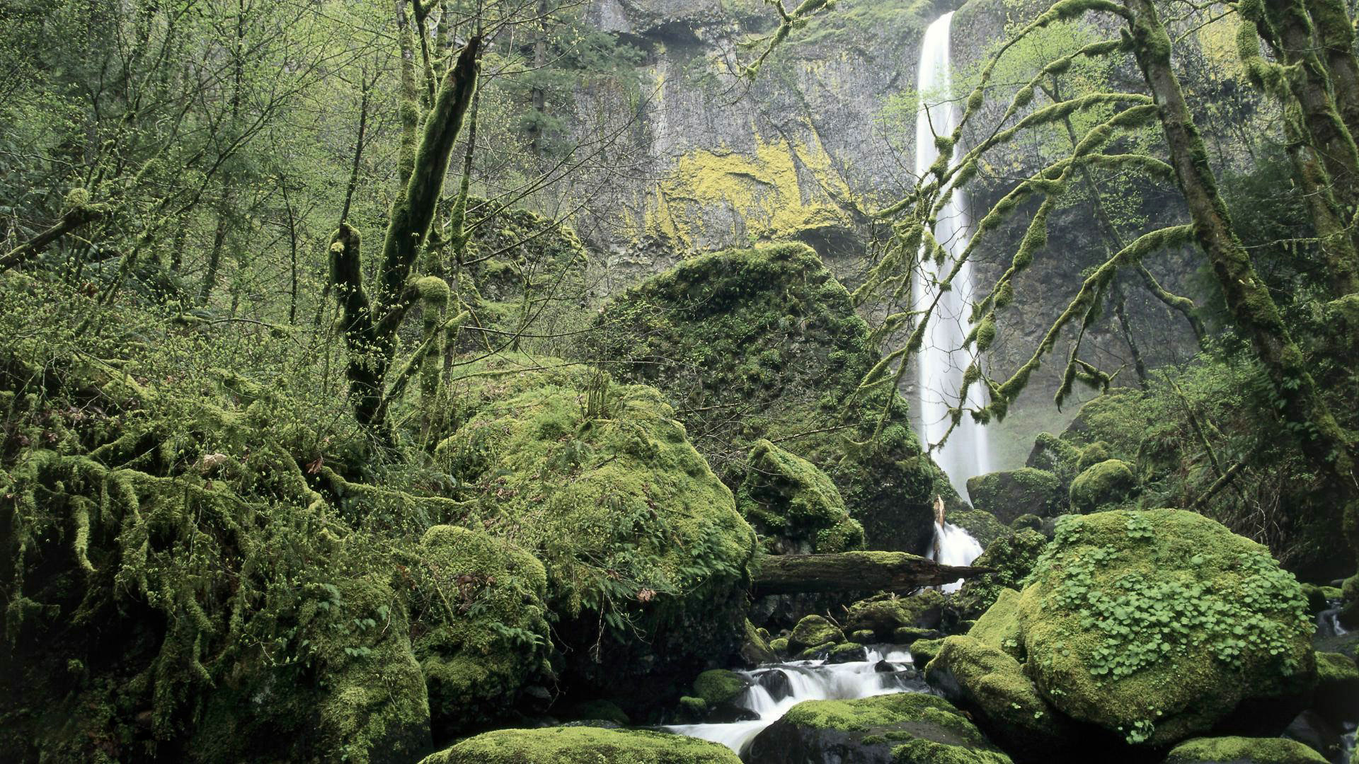 Oregon Forest Wallpapers