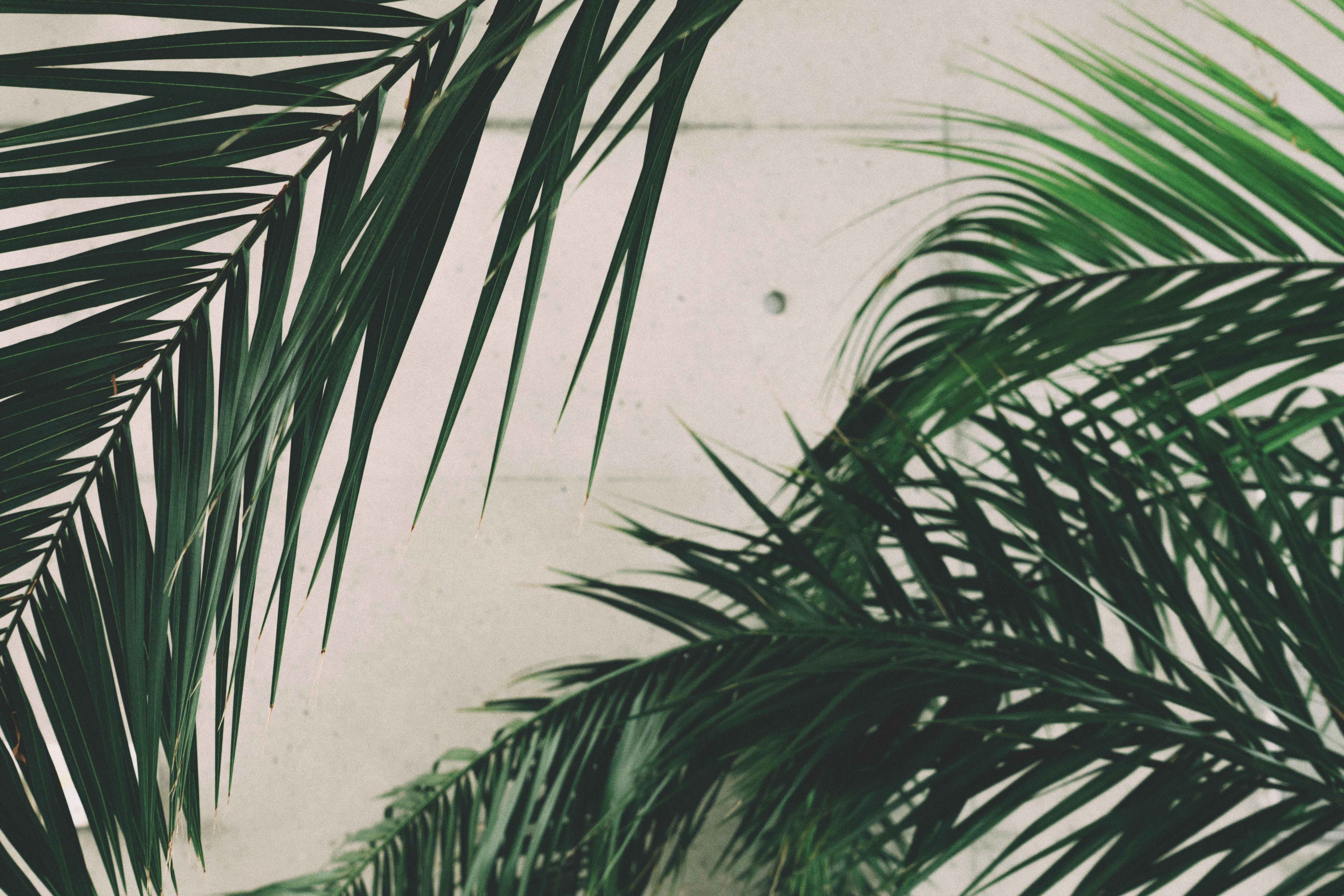 Palm Leaves Wallpapers