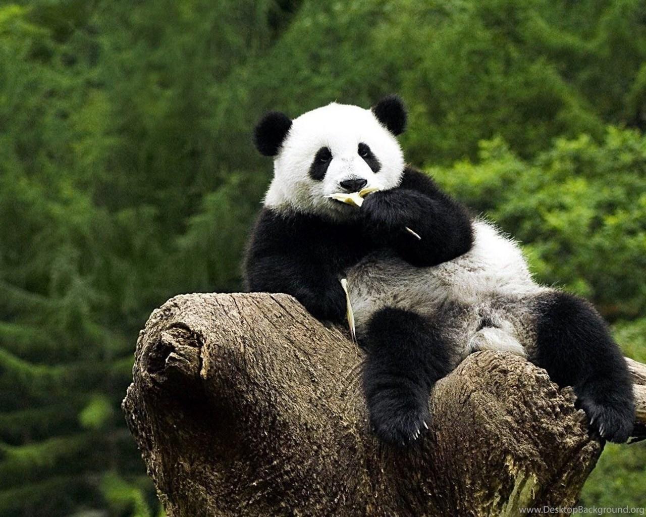 Panda Bears Wallpapers
