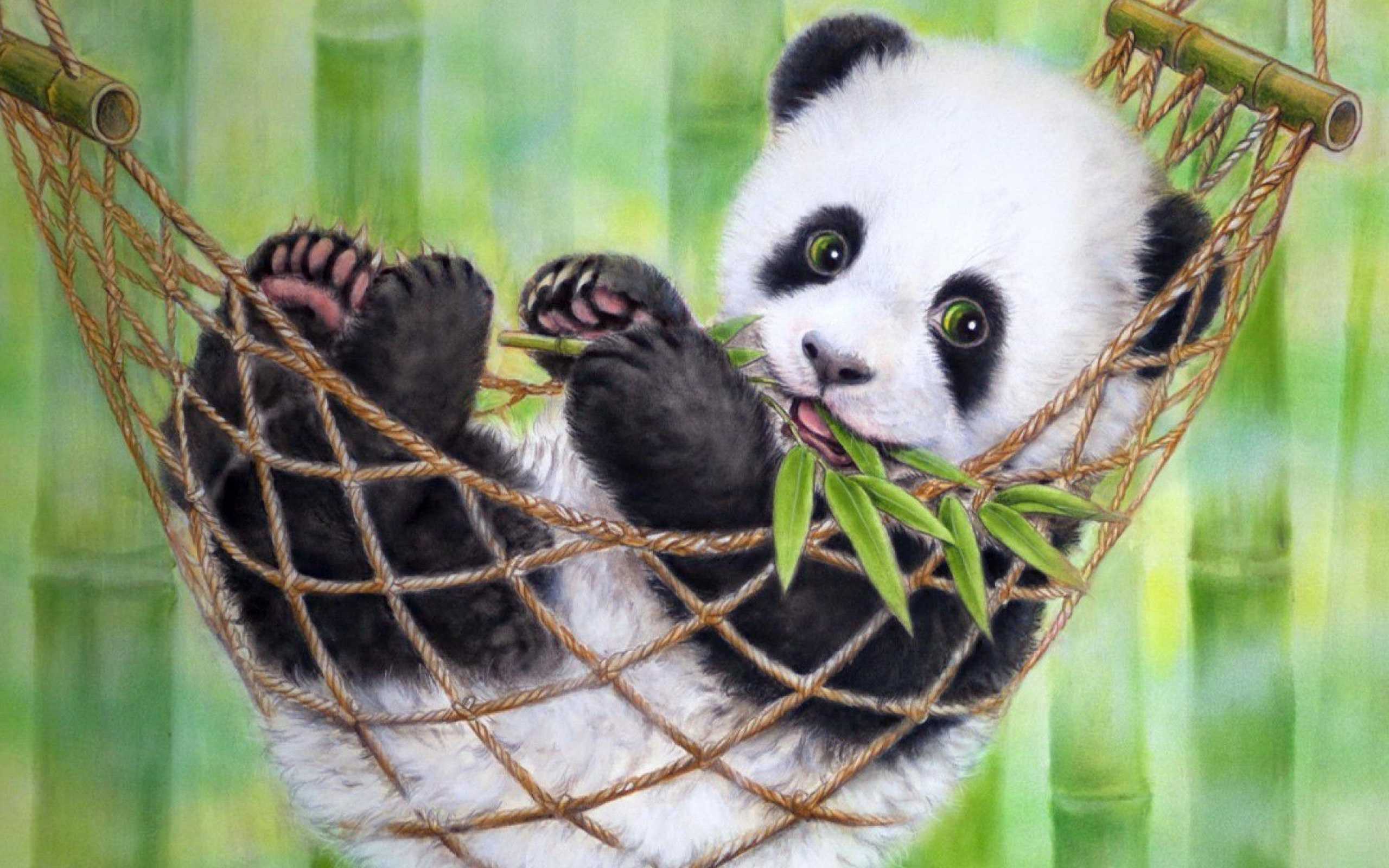 Panda Hd Wallpapers