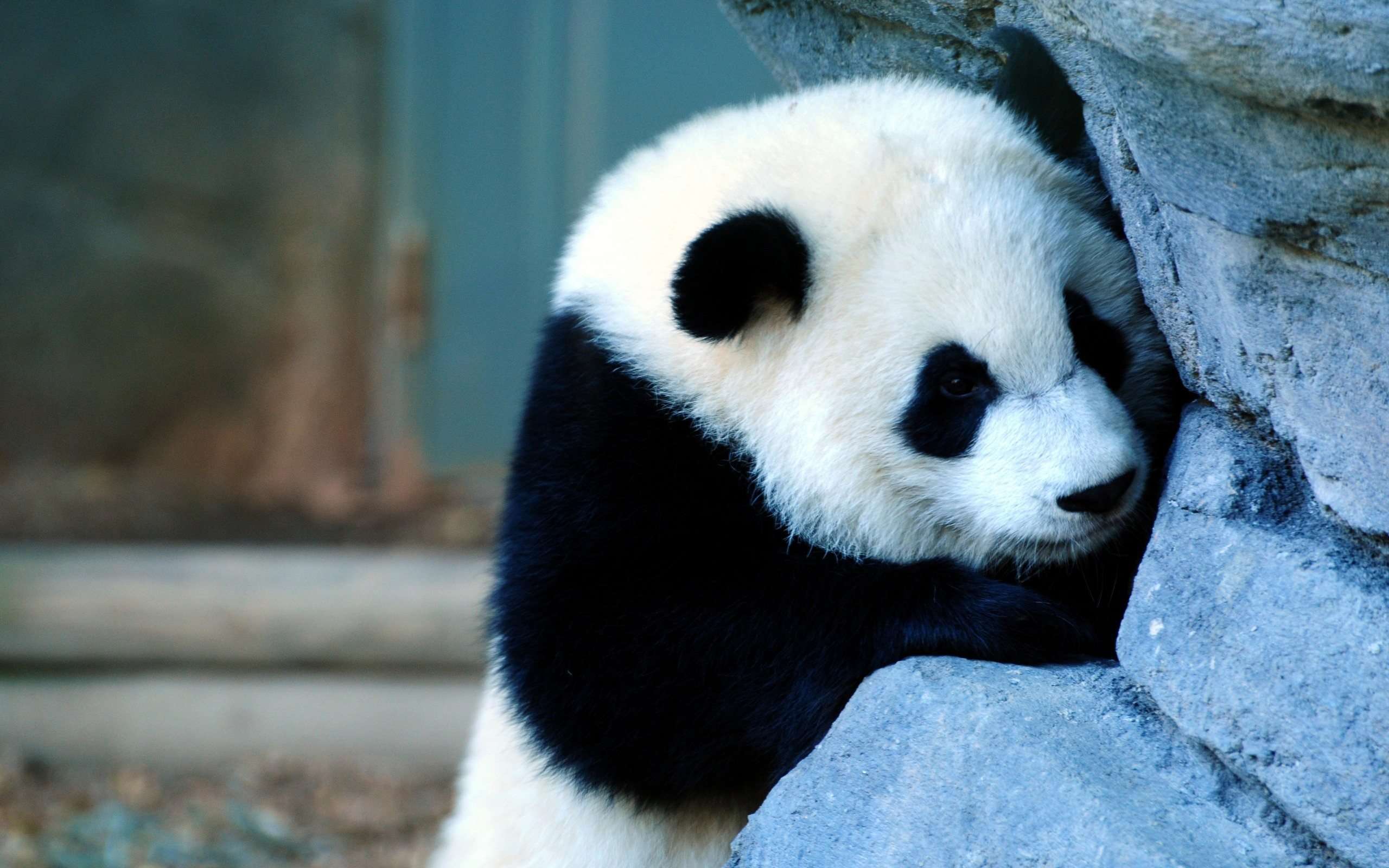 Panda Hd Wallpapers