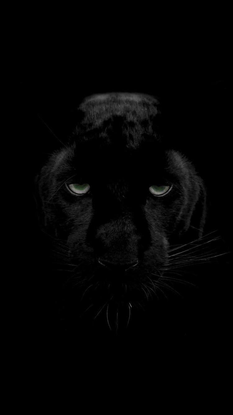 Panther Iphone Wallpapers