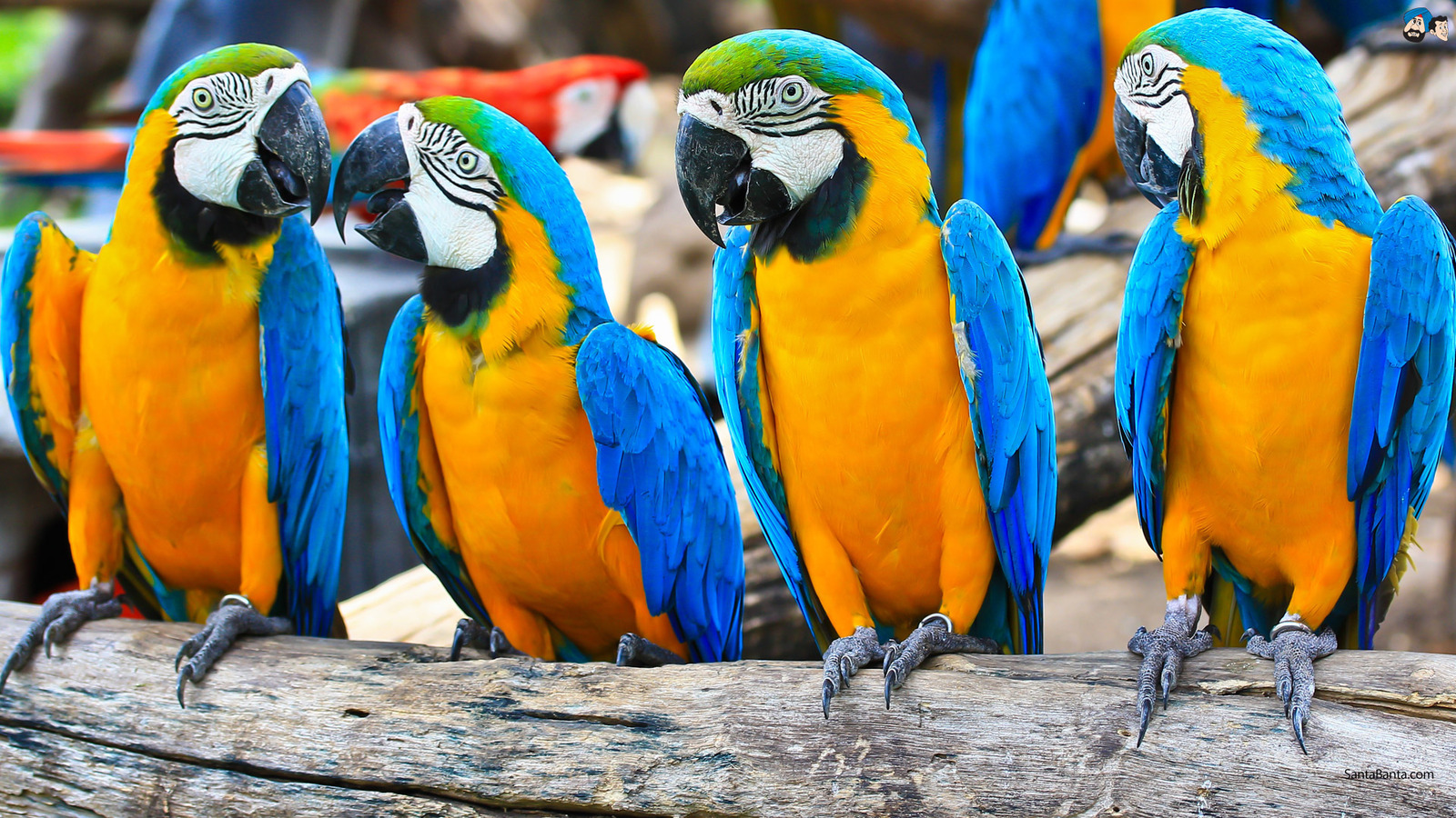 Parrots Wallpapers