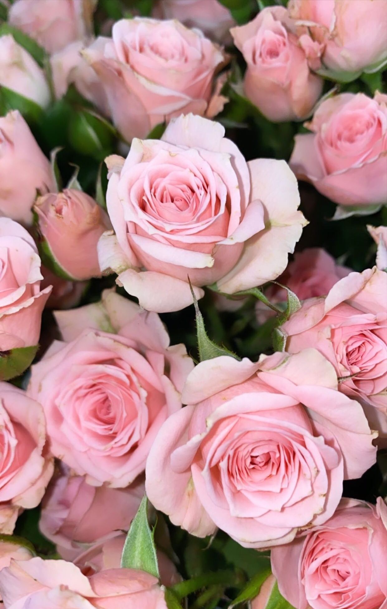 Pastel Pink Roses Wallpapers