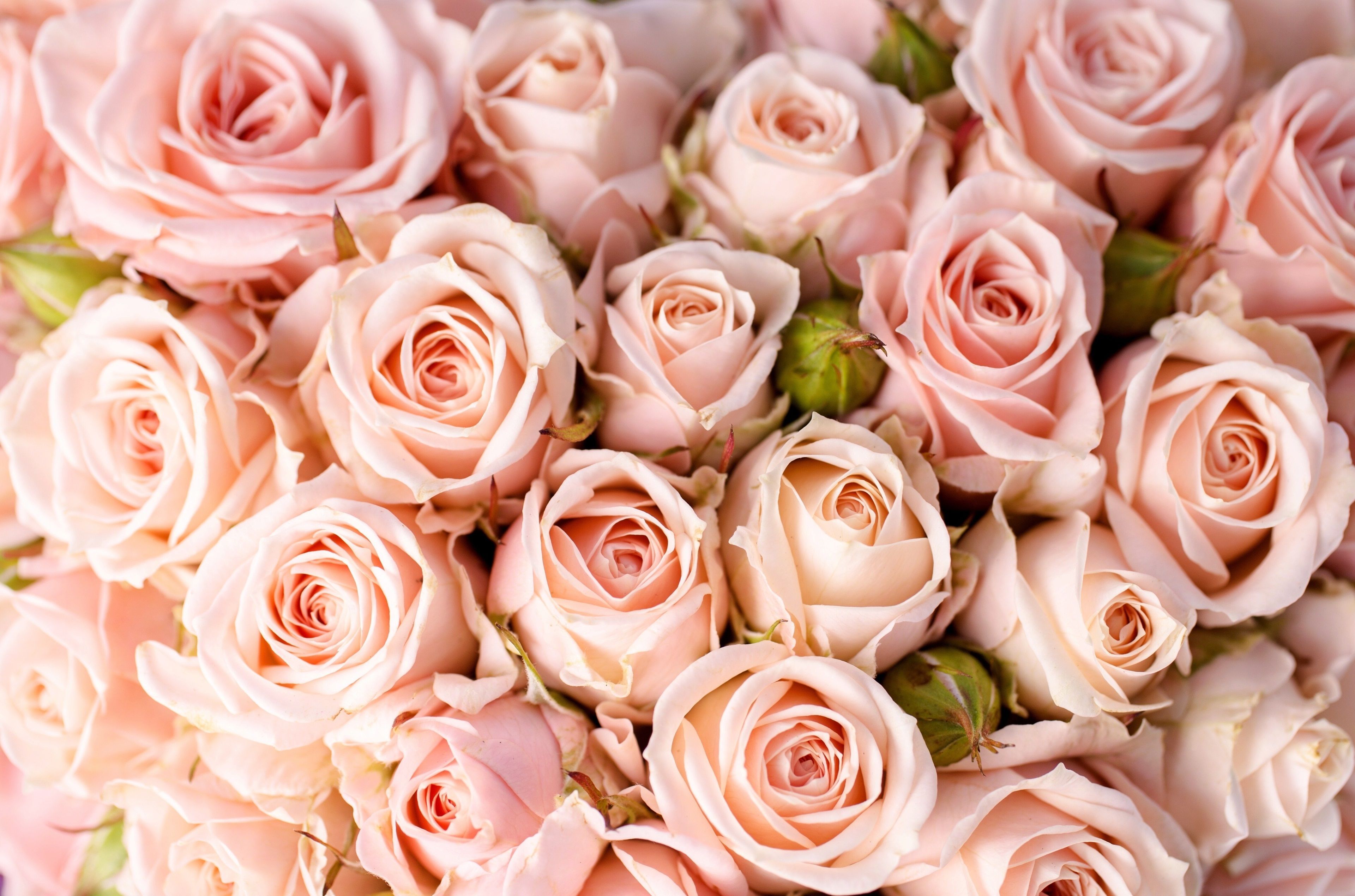 Pastel Pink Roses Wallpapers