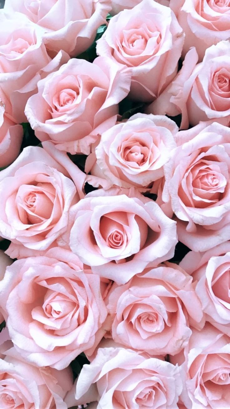 Pastel Pink Roses Wallpapers